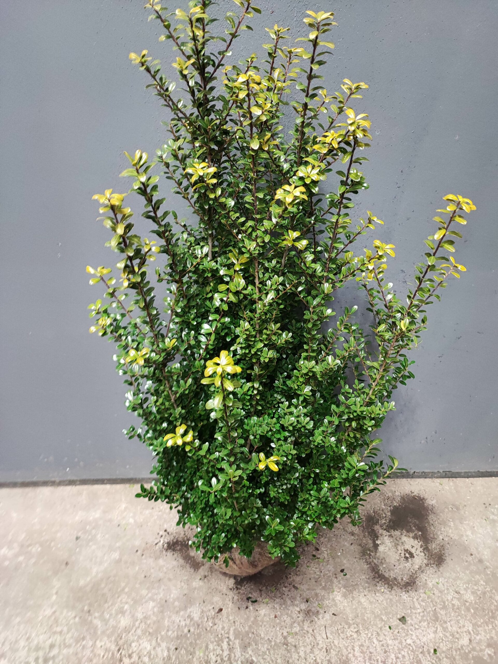 Buchsblättrige Japanische Hülse - Ilex crenata Caroline Upright Höhe 120-140 cm