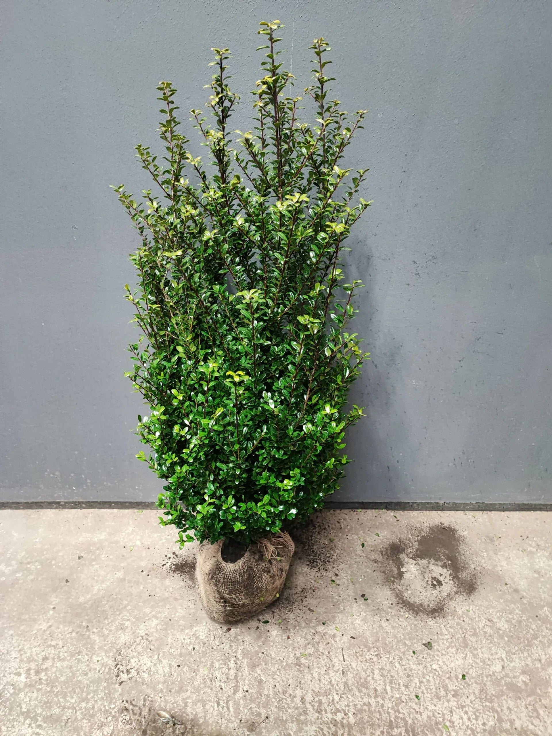 Buchsblättrige Japanische Hülse - Ilex crenata Caroline Upright Höhe 100-120 cm - Heckenpflanzen Thelen