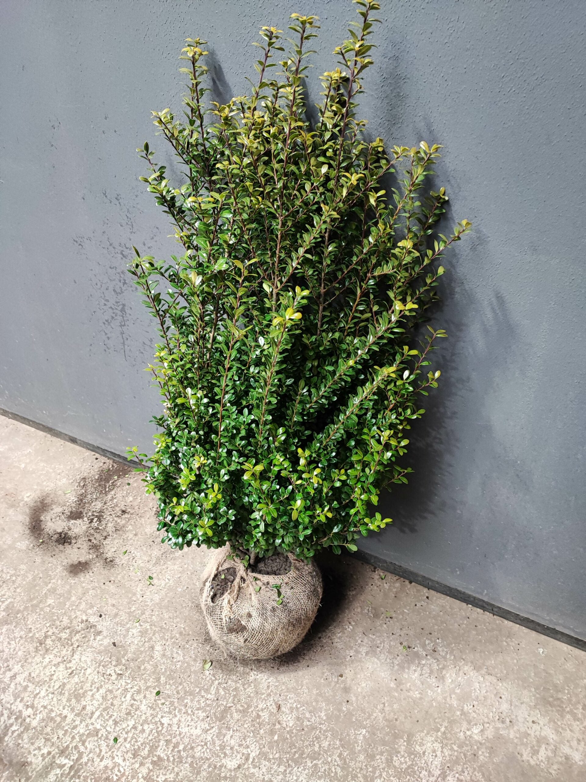 Buchsblättrige Japanische Hülse - Ilex crenata Caroline Upright Höhe 80-100 cm