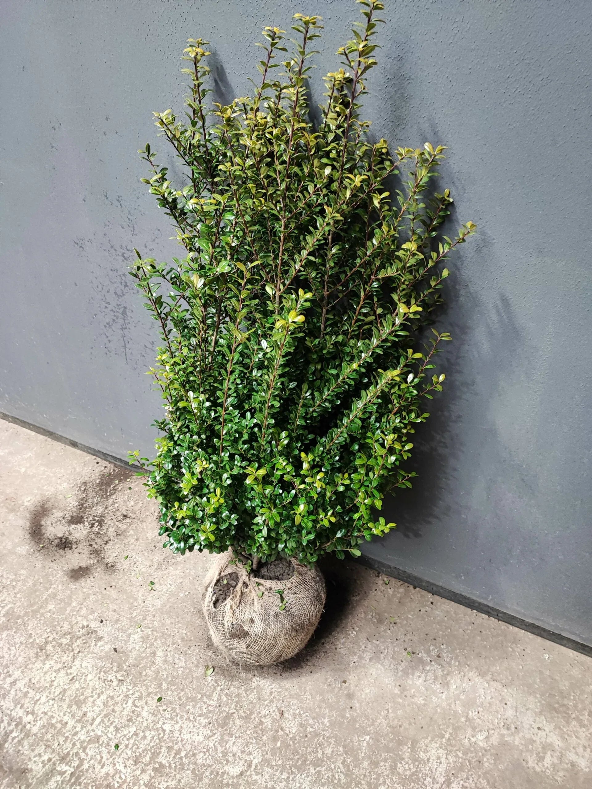 Buchsblättrige Japanische Hülse - Ilex crenata Caroline Upright Höhe 80-100 cm - Heckenpflanzen Thelen