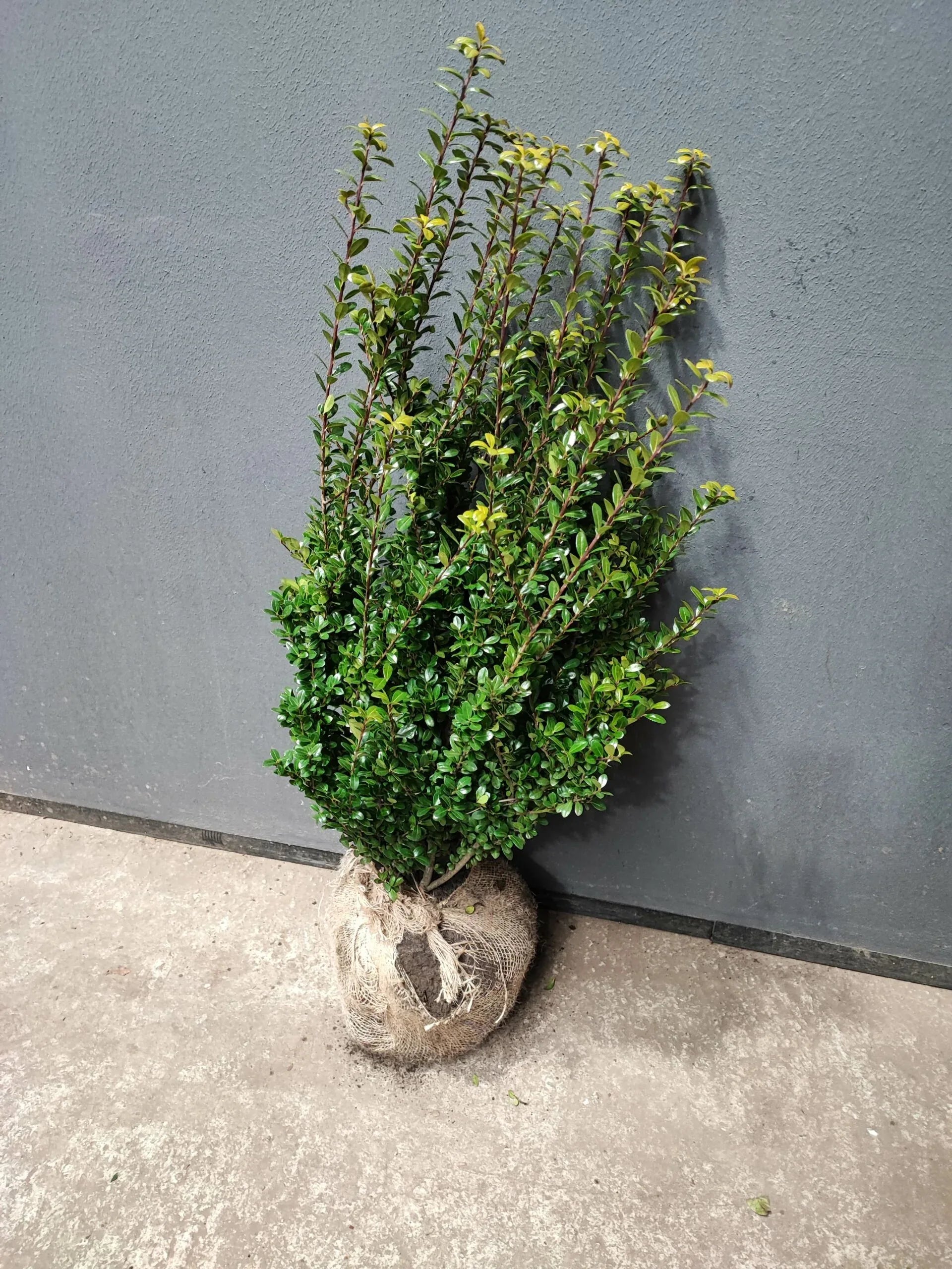 Buchsblättrige Japanische Hülse - Ilex crenata Caroline Upright Höhe 60-80 cm - Heckenpflanzen Thelen