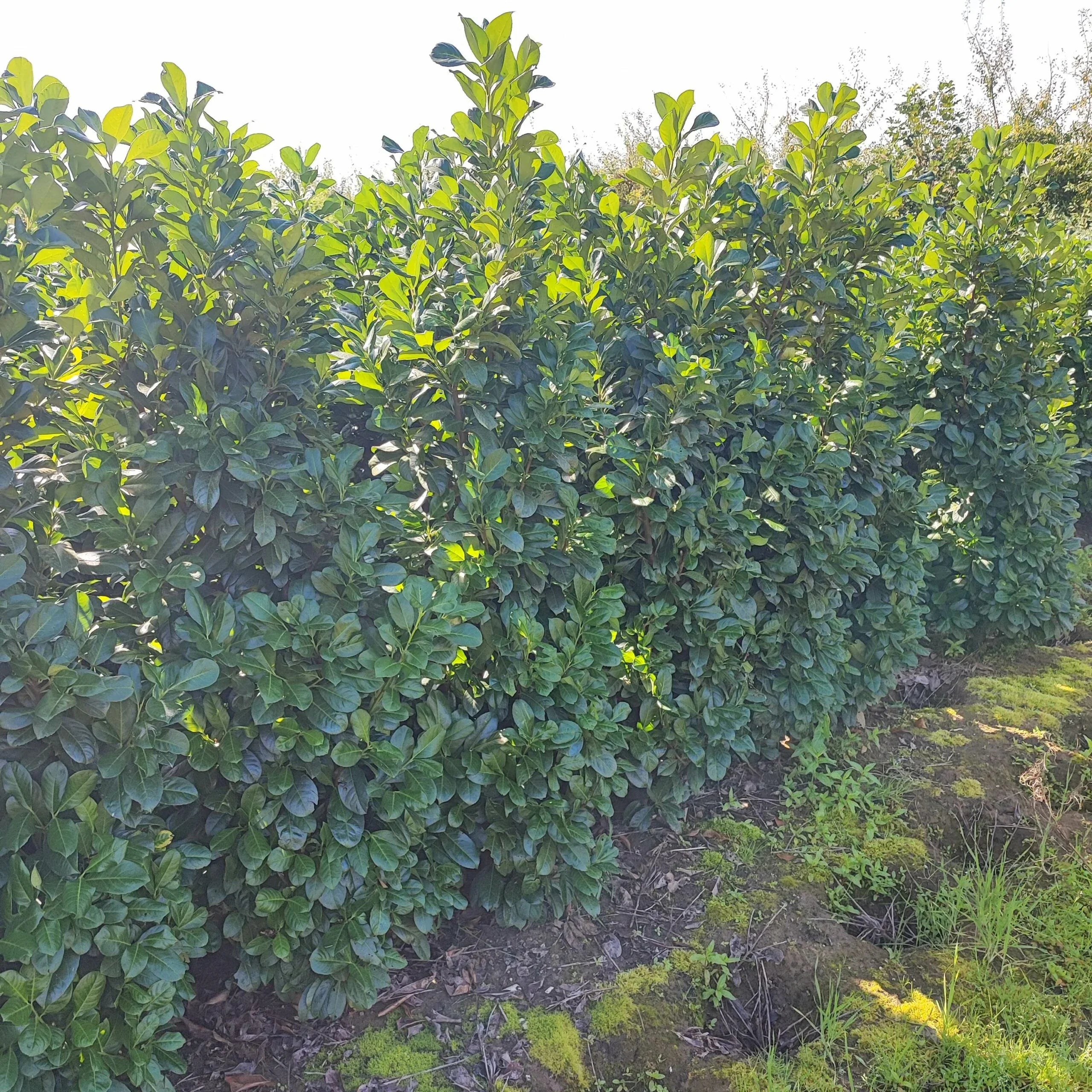 Kirschlorbeer Etna 150-175 cm Höhe - Heckenpflanzen Thelen