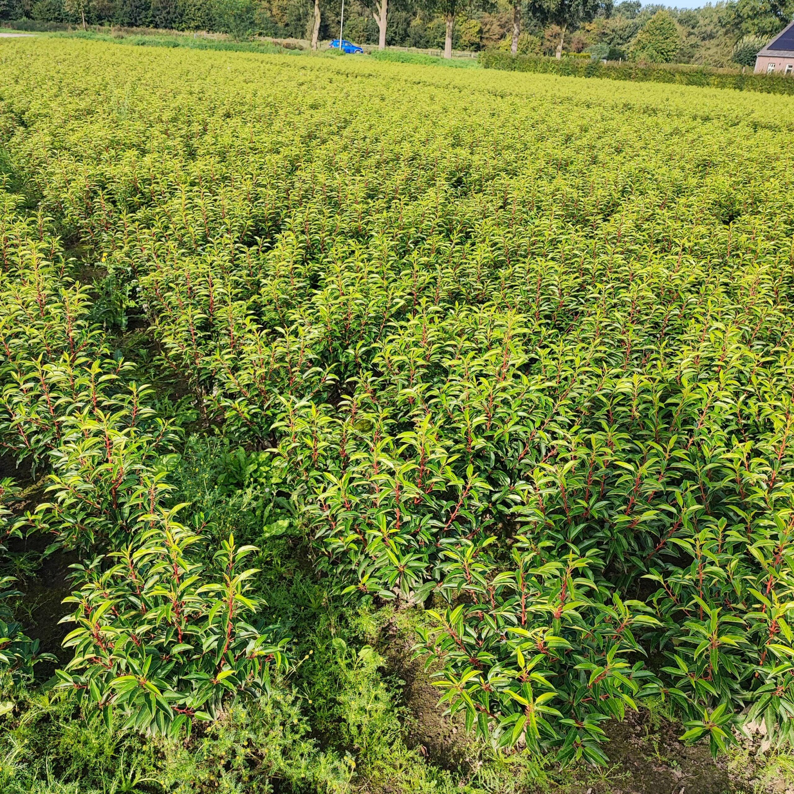 Portugiesischer Kirschlorbeer Angustifolia Höhe 60-80 cm Ballenware - Heckenpflanzen Thelen