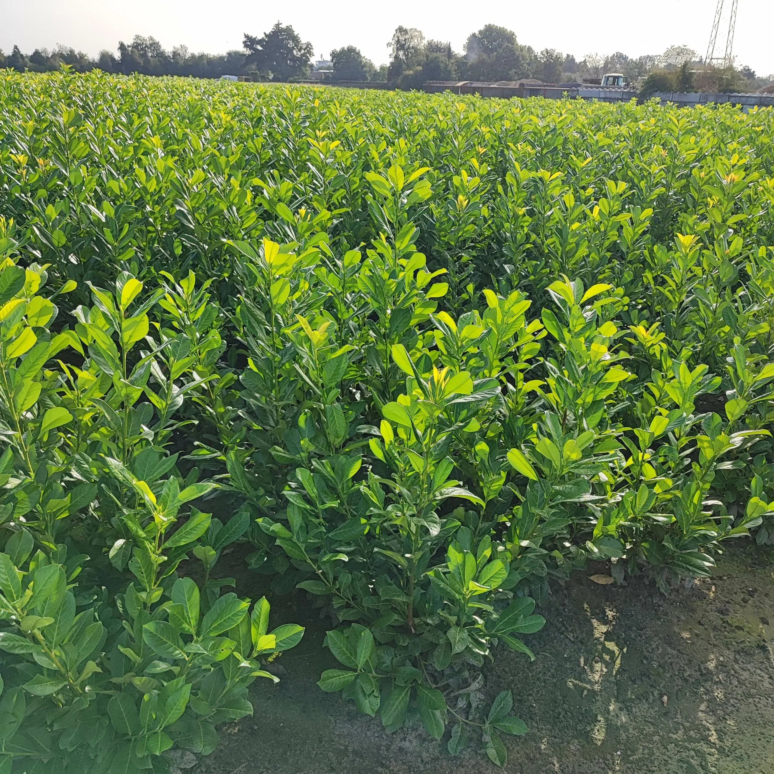 Kirschlorbeer Rotundifolia 60-80 cm Höhe Ballenware - Heckenpflanzen Thelen