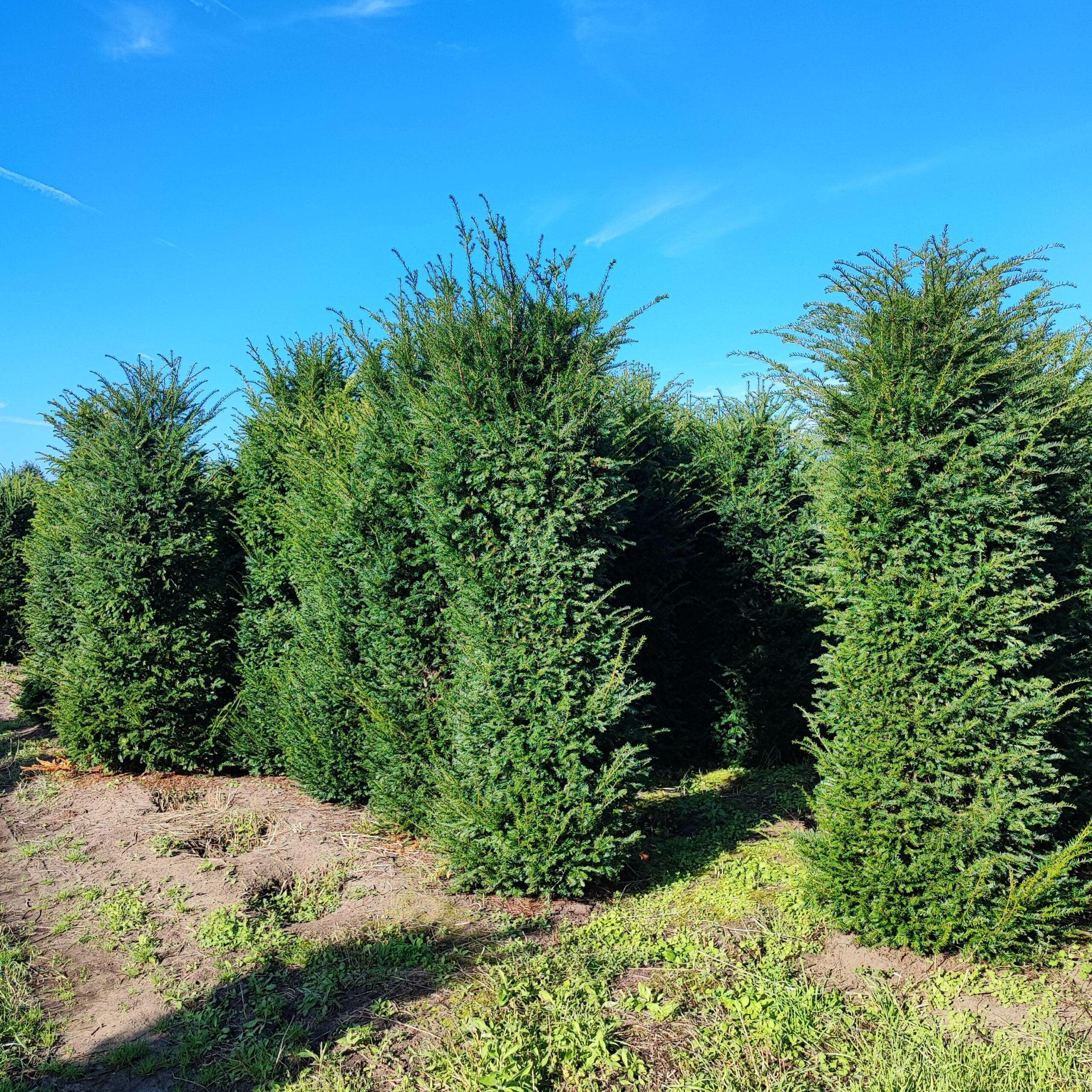 Heimische Eibe - Taxus baccata 240-260 cm Höhe - Heckenpflanzen Thelen