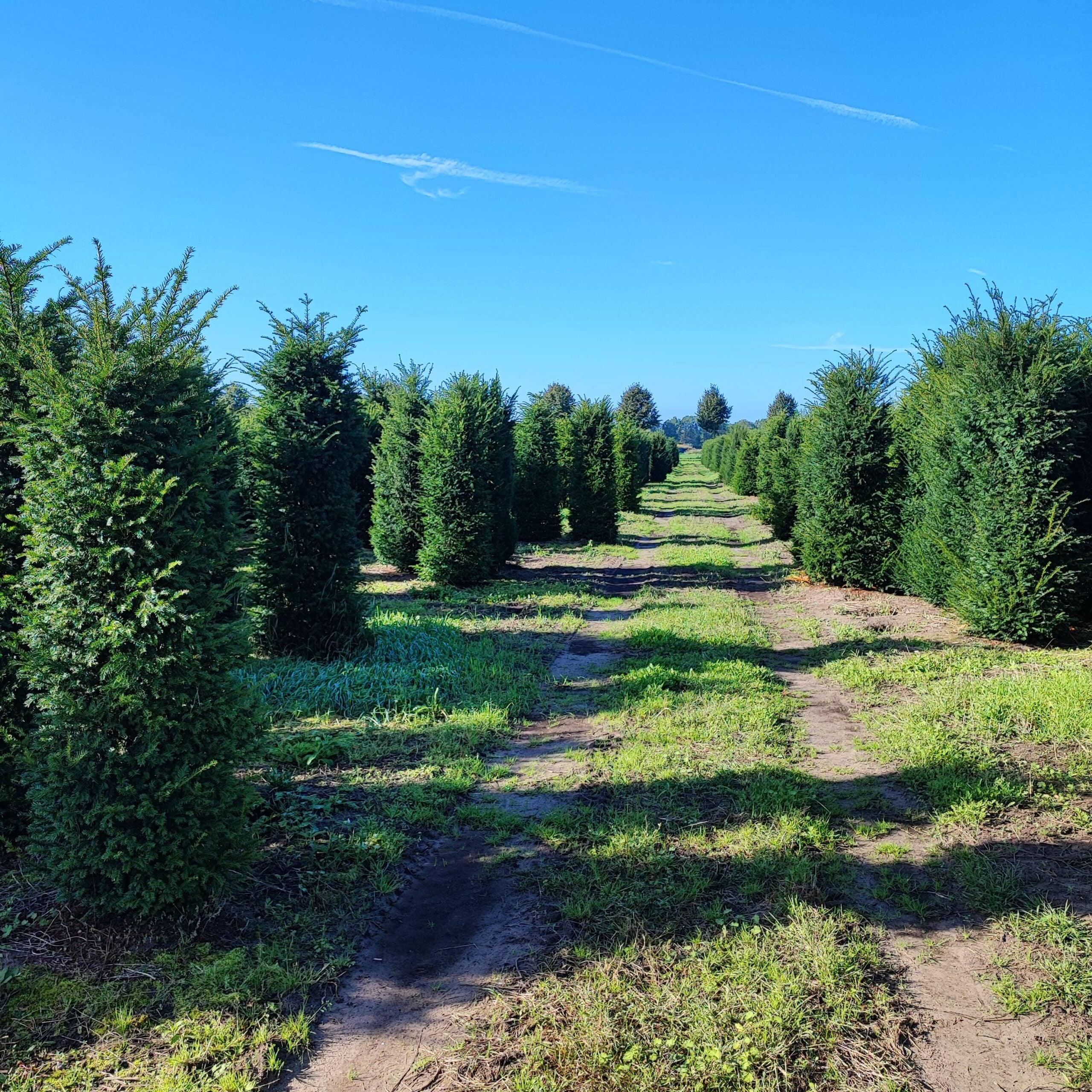 Heimische Eibe - Taxus baccata 240-260 cm Höhe - Heckenpflanzen Thelen