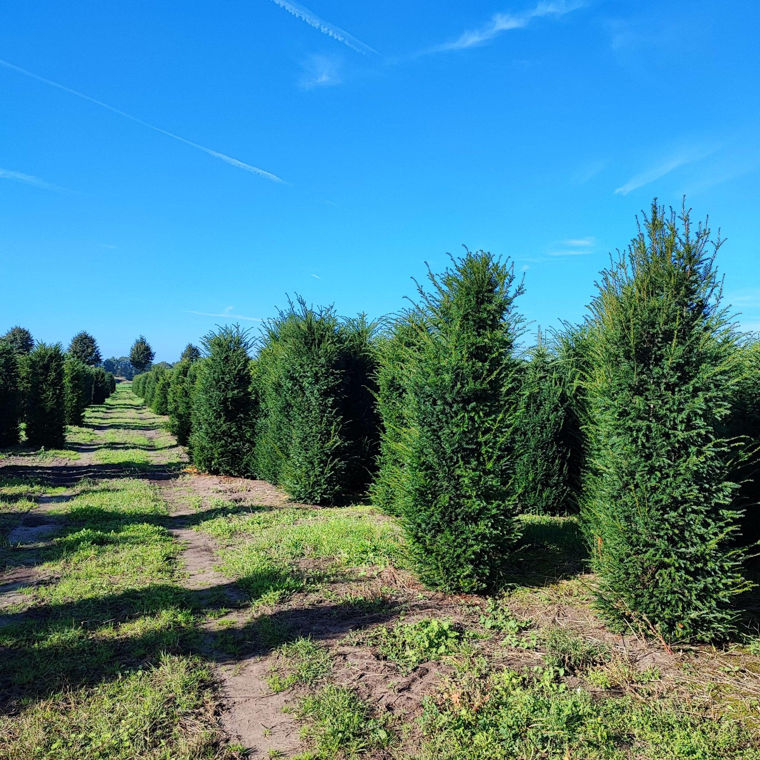 Heimische Eibe - Taxus baccata 240-260 cm Höhe - Heckenpflanzen Thelen