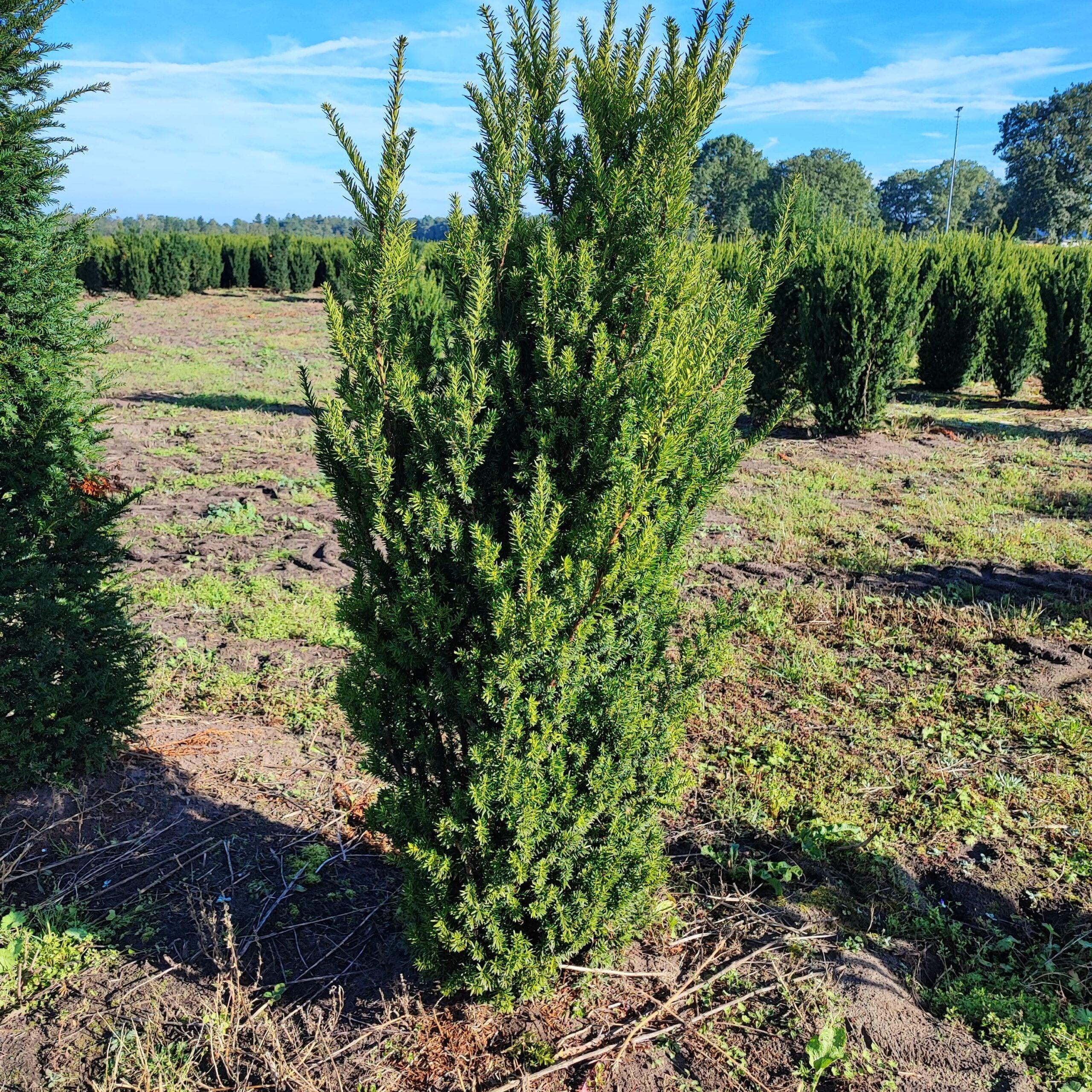 Taxus media Hillii - Bechereibe 140-160cm Höhe - Heckenpflanzen Thelen