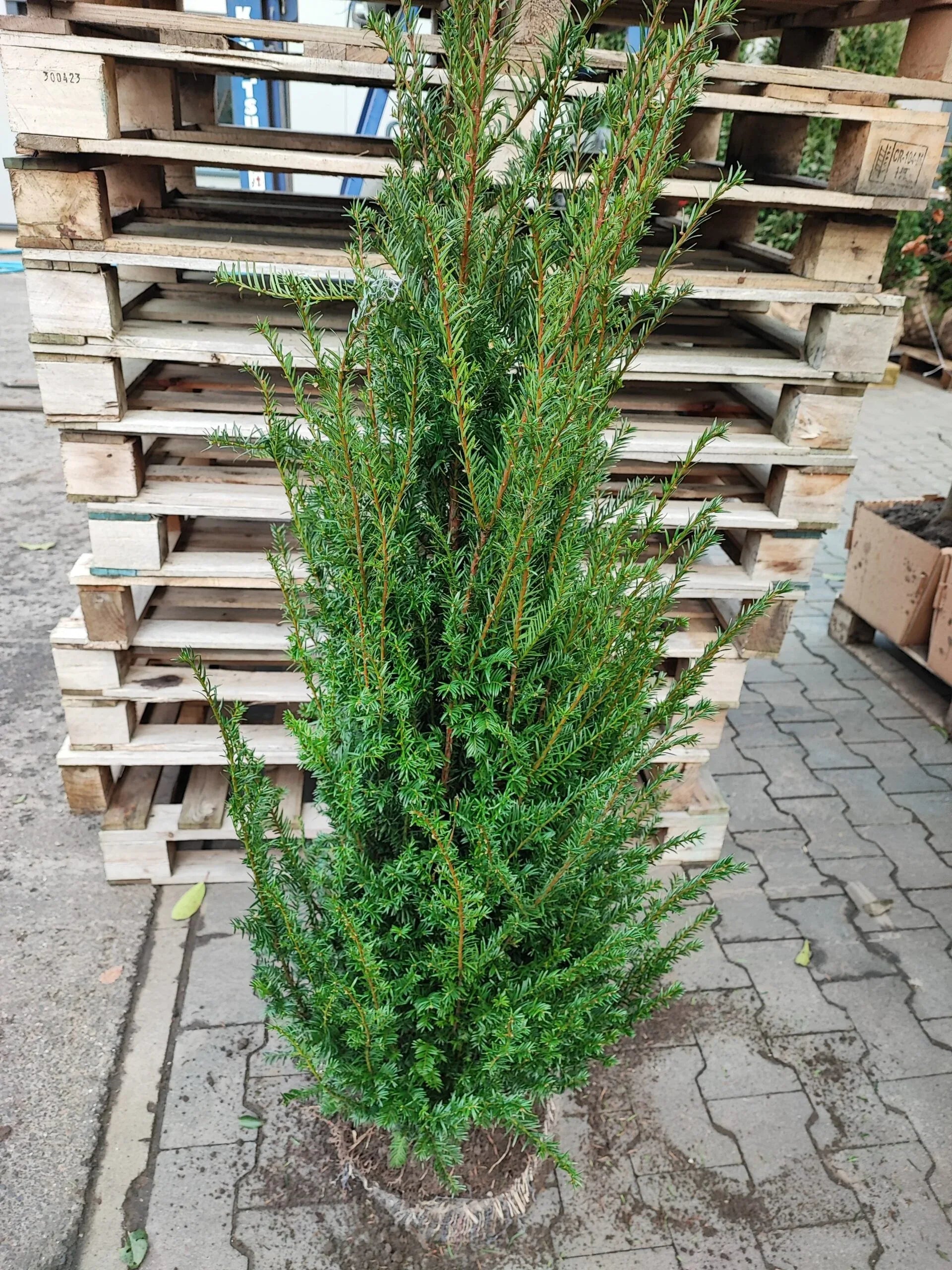 Heimische Eibe - Taxus baccata 140-160 cm Höhe - Heckenpflanzen Thelen