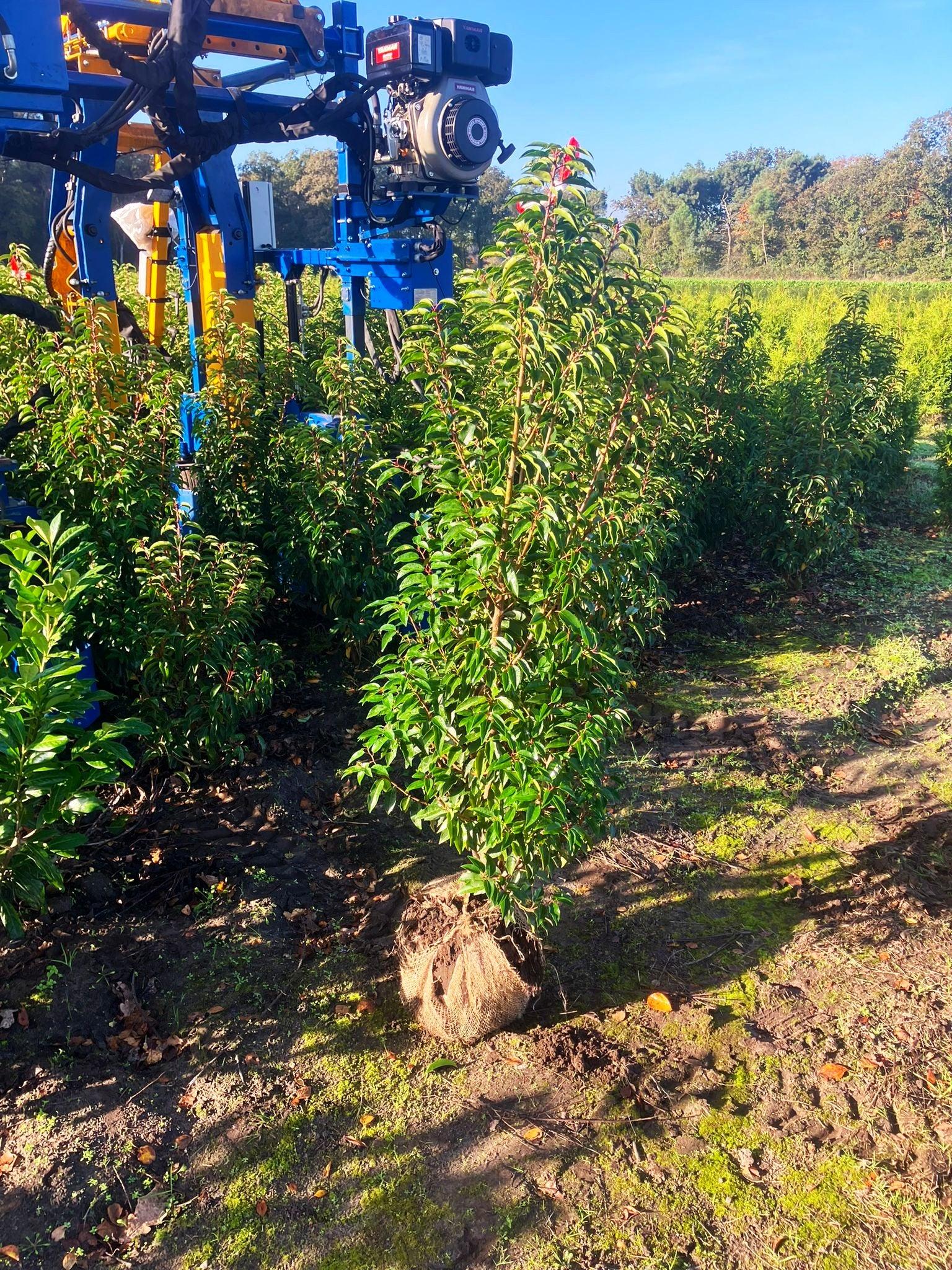 Portugiesischer Kirschlorbeer Angustifolia Höhe 120-140 cm Ballenware - Heckenpflanzen Thelen