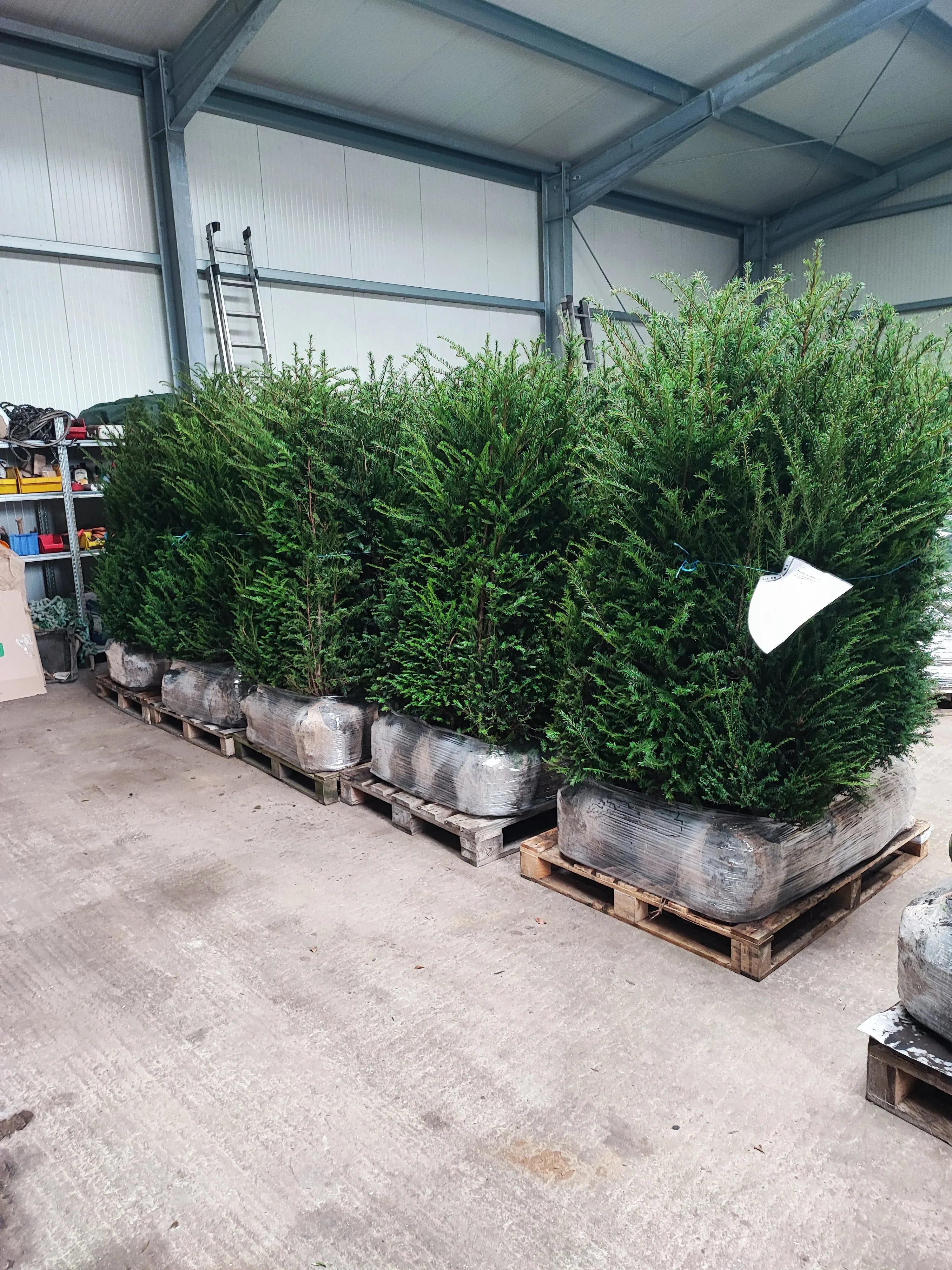 Heimische Eibe - Taxus baccata 140-160 cm Höhe - Heckenpflanzen Thelen