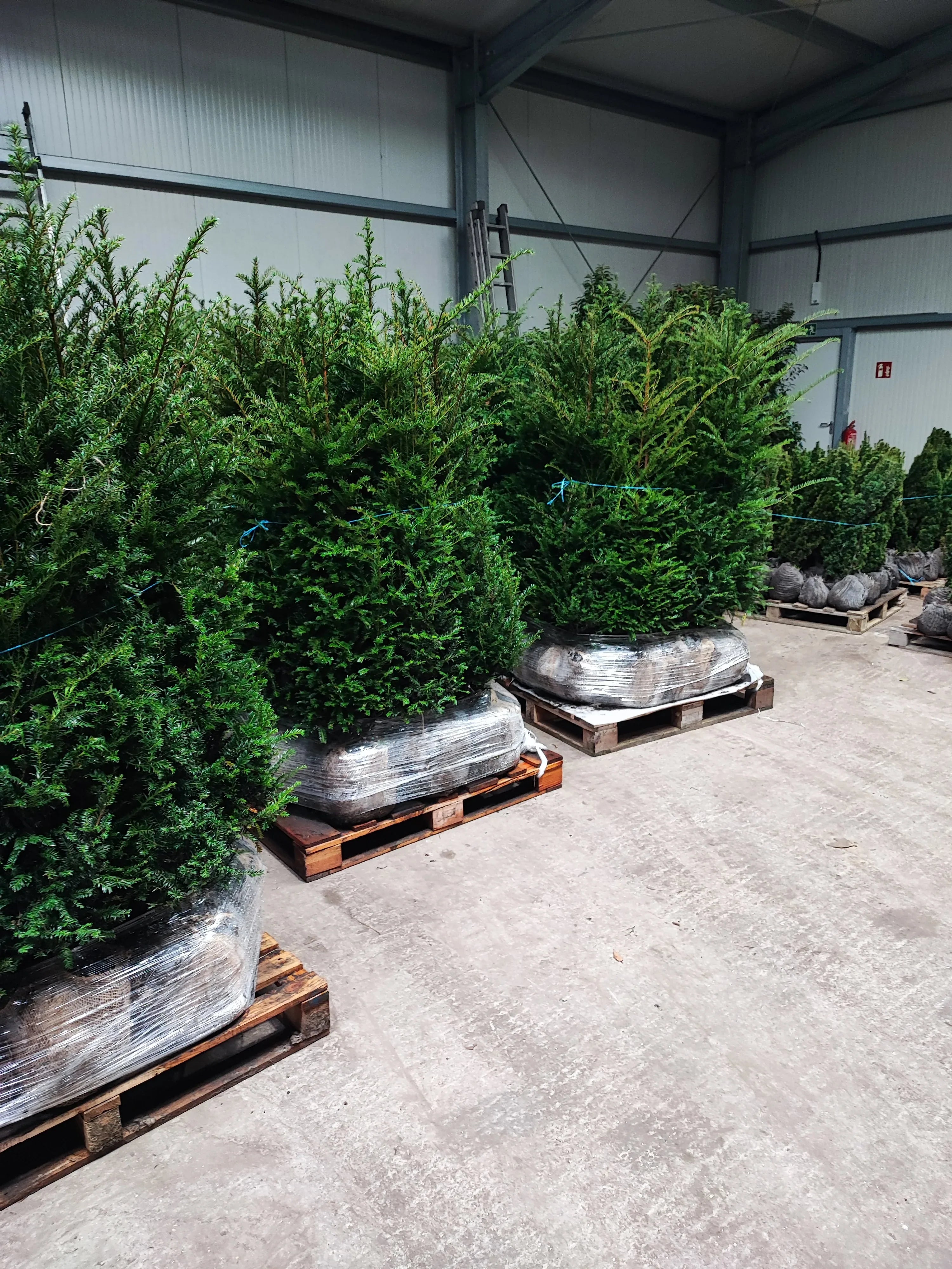 Heimische Eibe - Taxus baccata 160-180 cm Höhe - Heckenpflanzen Thelen