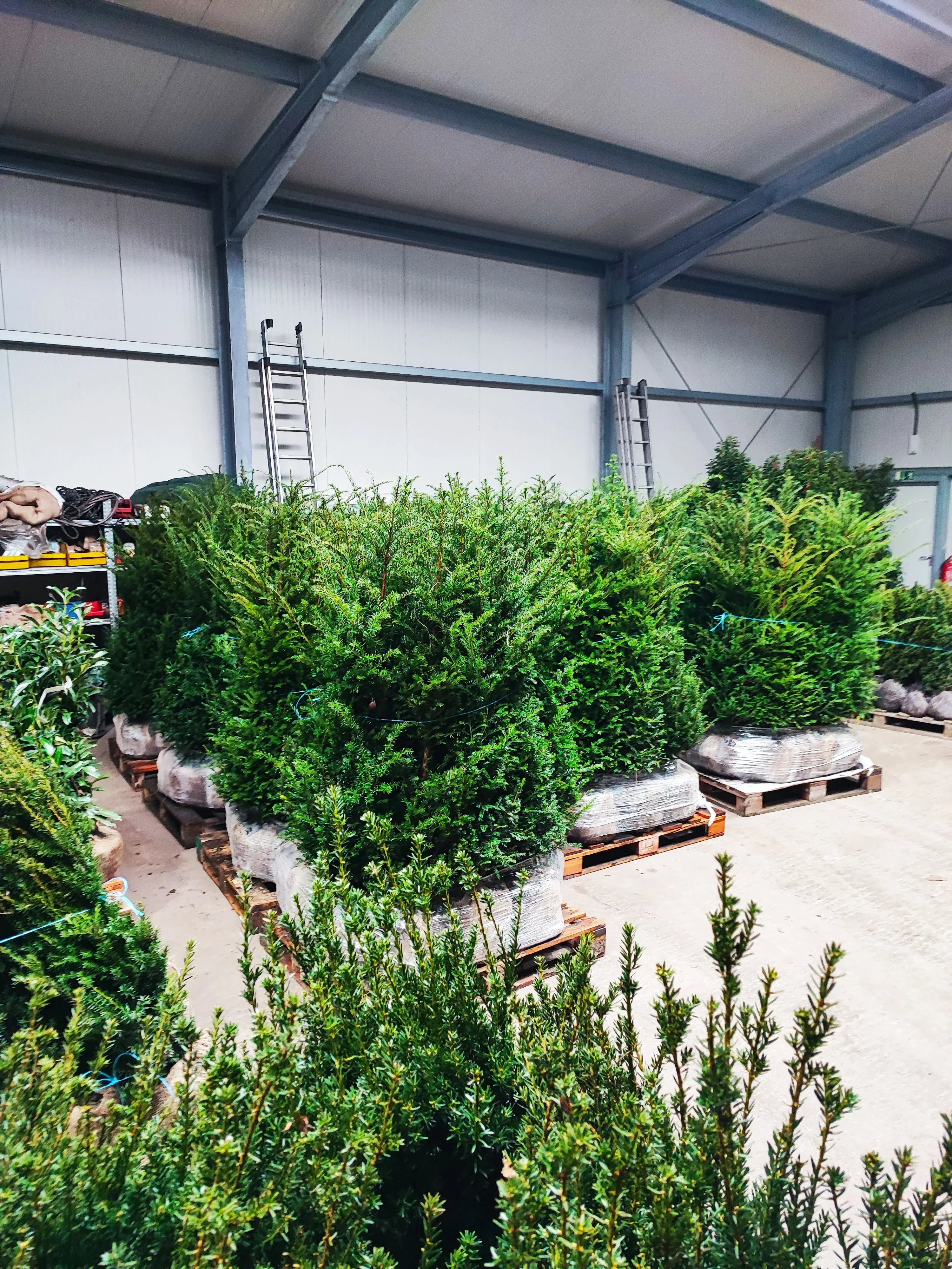 Heimische Eibe - Taxus baccata 120-140 cm Höhe - Heckenpflanzen Thelen