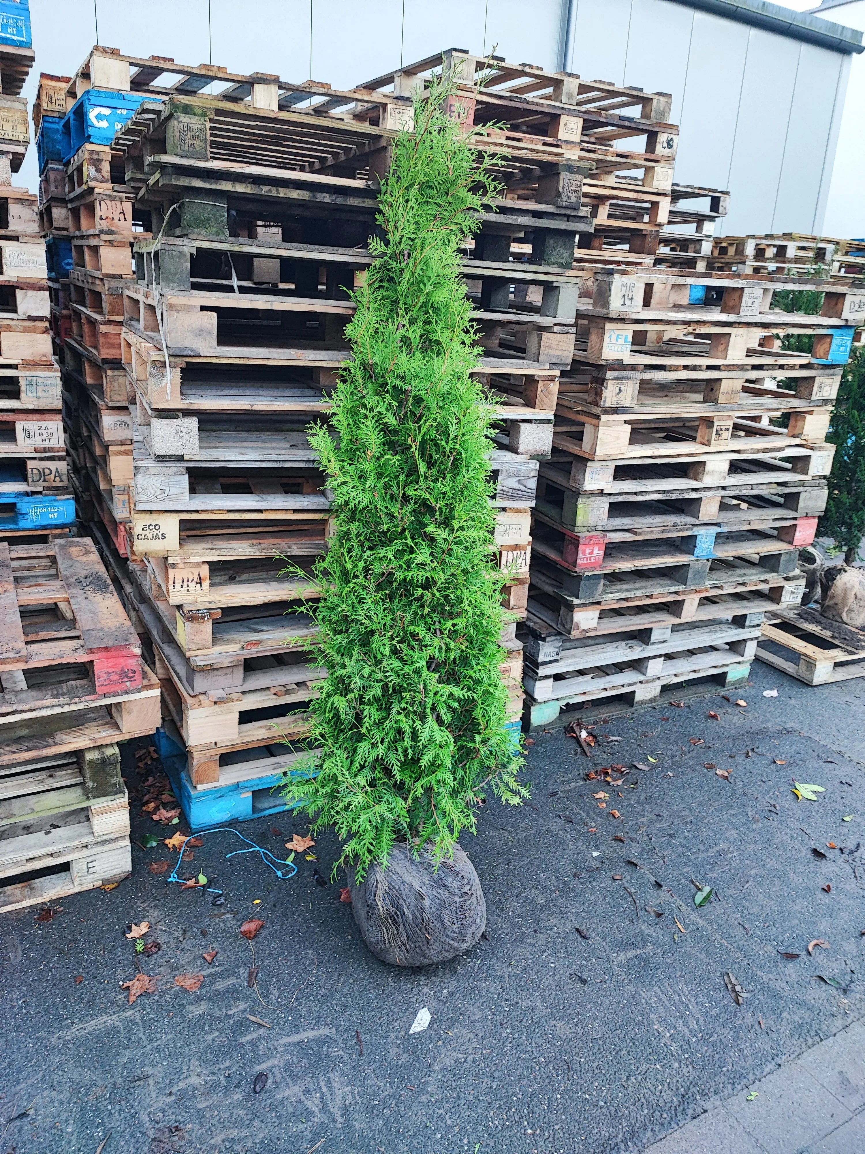 Abendländischer Lebensbaum Thuja occidentalis Brabant 175-200 cm Höhe - Heckenpflanzen Thelen