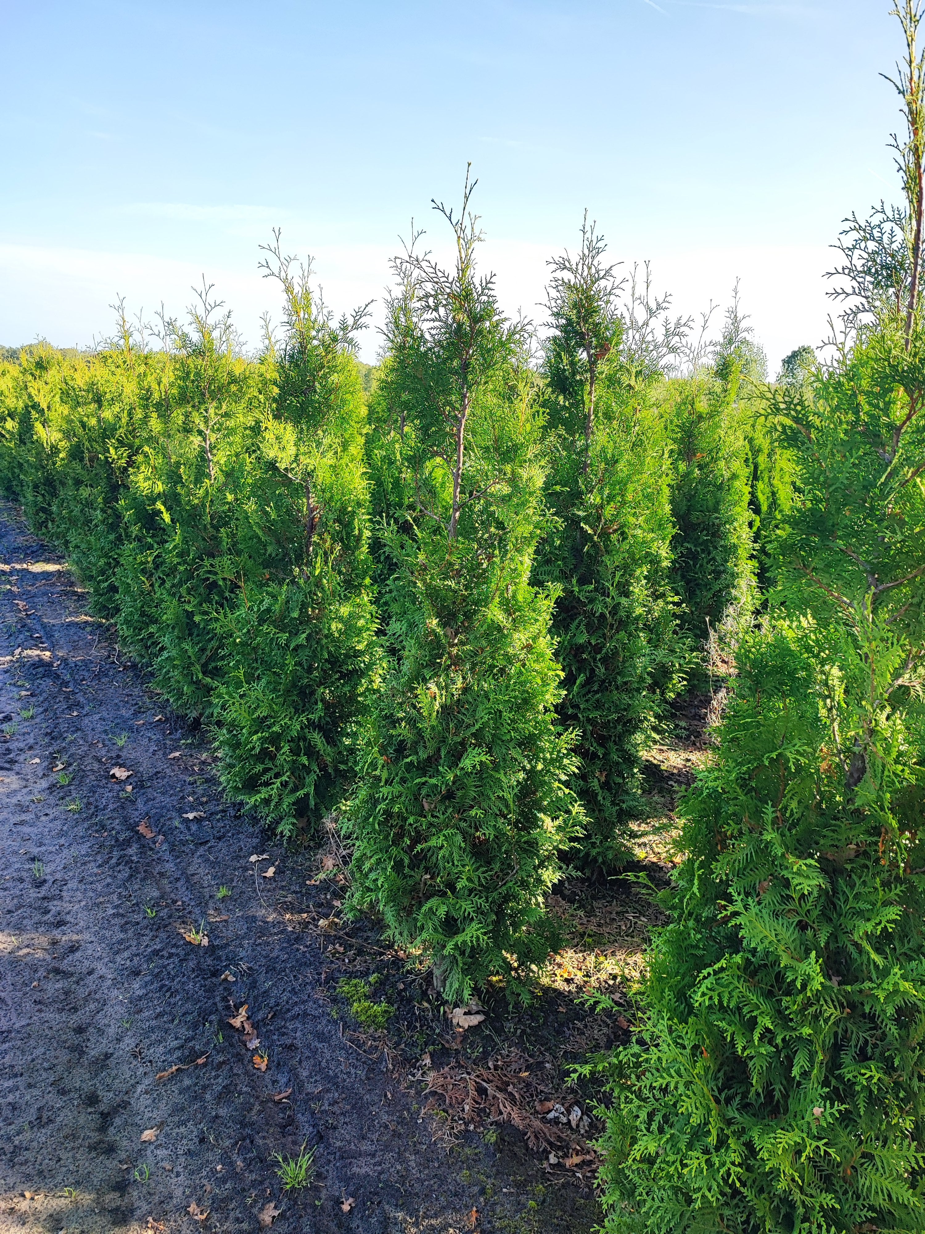 Abendländischer Lebensbaum Thuja occidentalis Brabant 175-200 cm Höhe