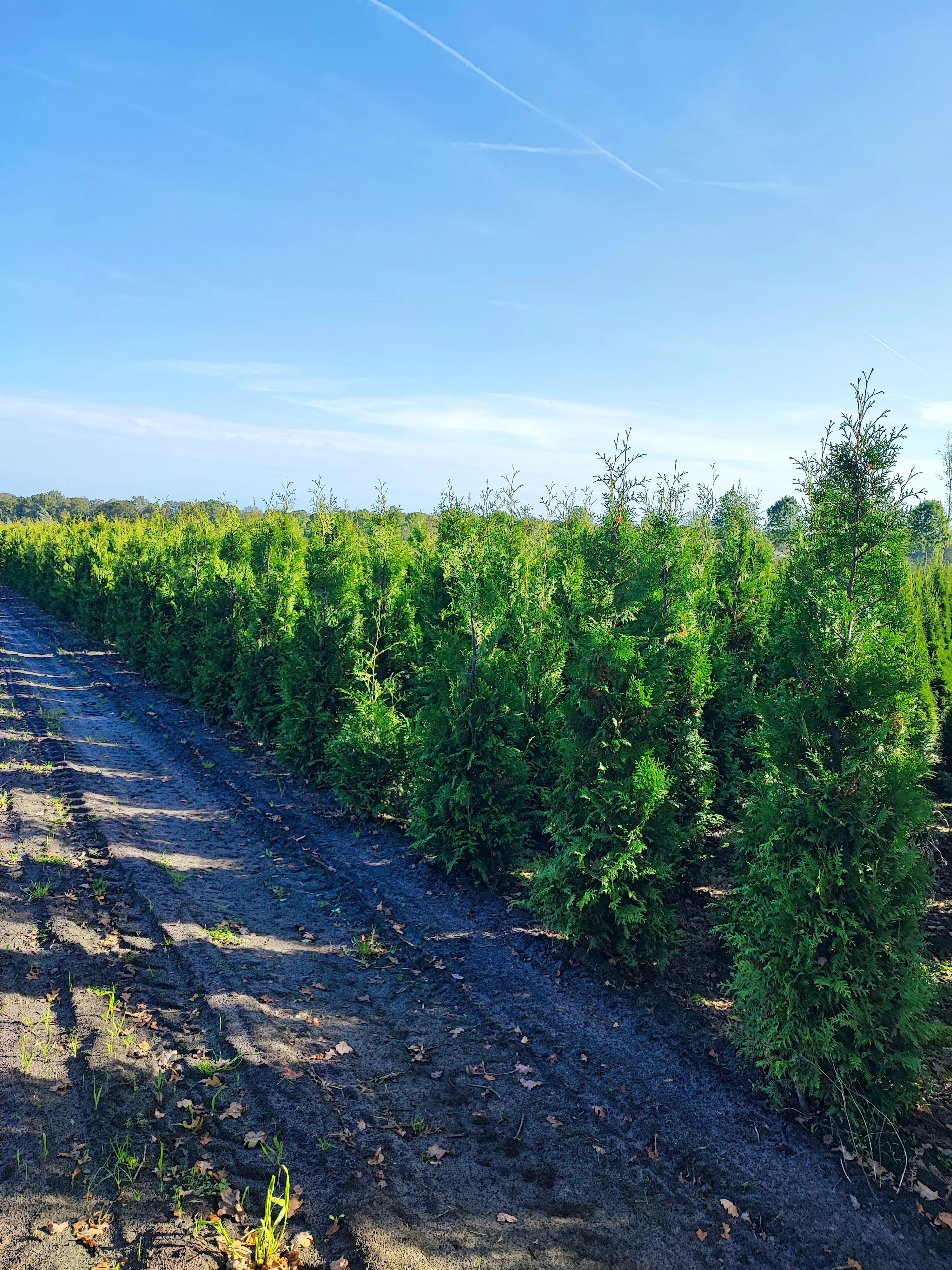 Abendländischer Lebensbaum Thuja occidentalis Brabant 150-175 cm Höhe - Heckenpflanzen Thelen