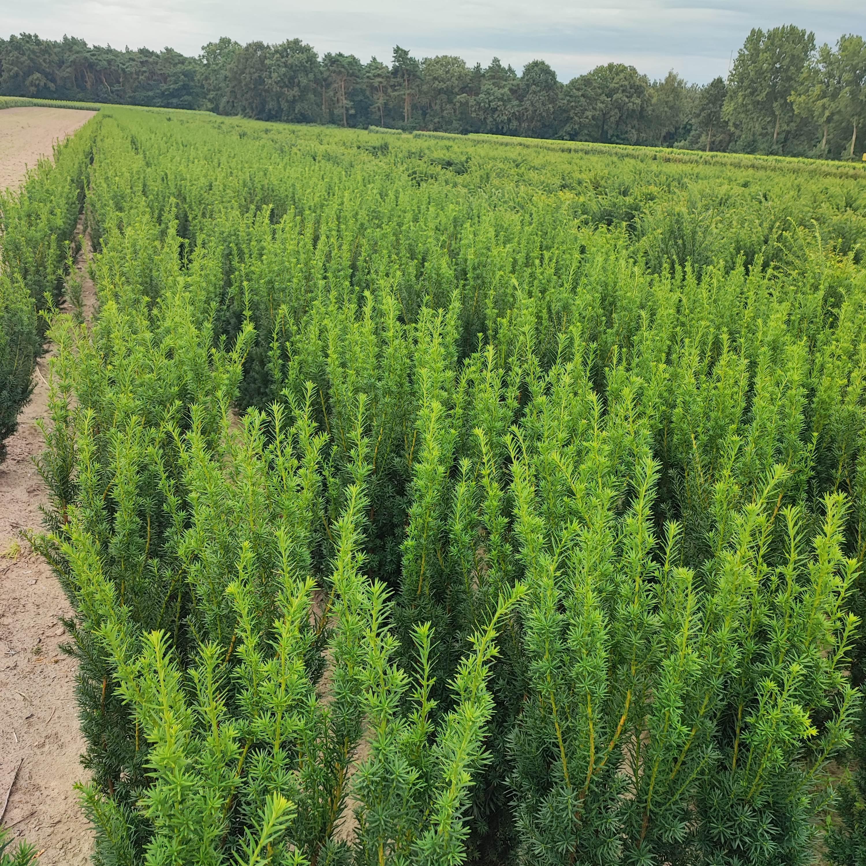 Taxus media Hicksii - Fruchtende Bechereibe 175-200cm Höhe - Heckenpflanzen Thelen