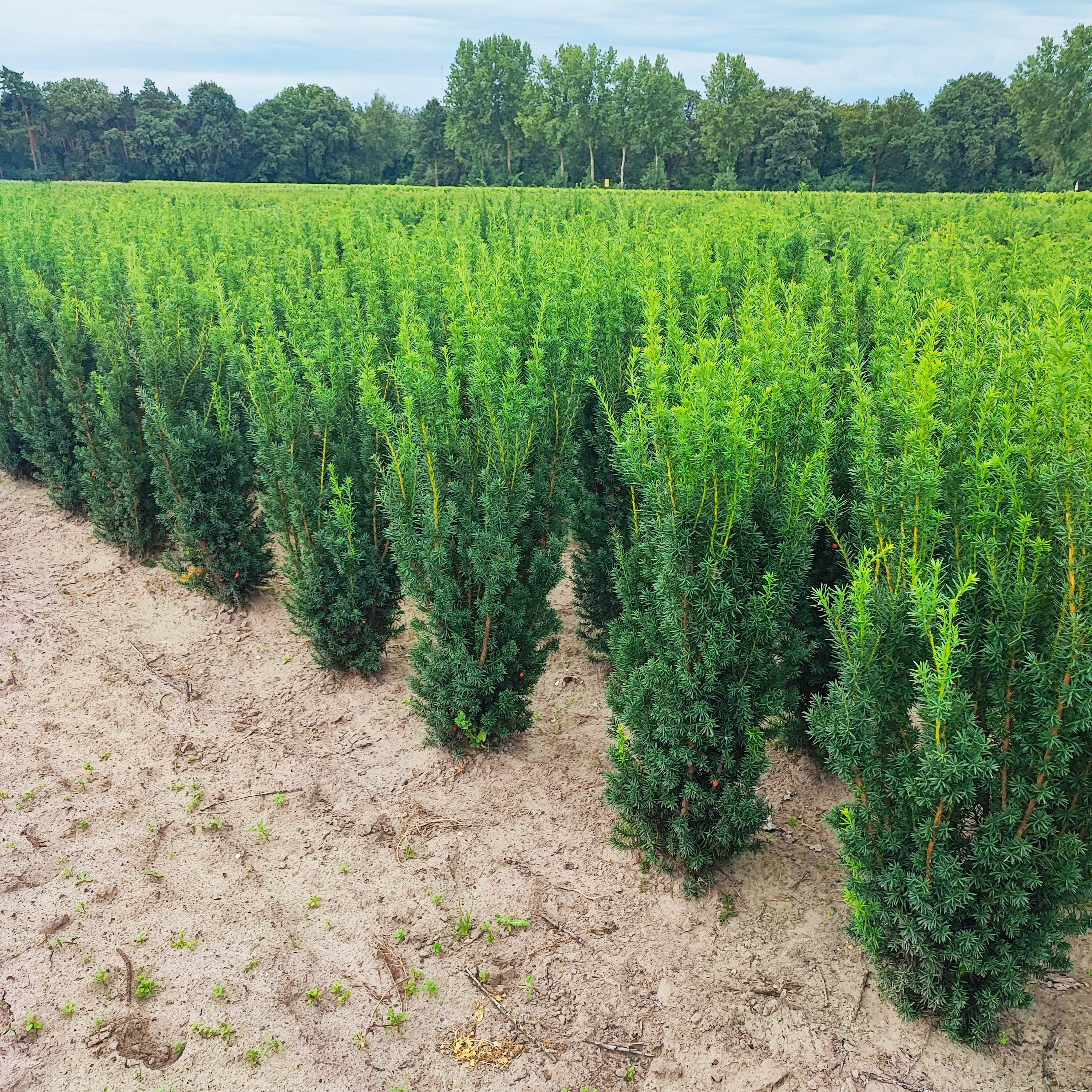 Taxus media Hicksii - Fruchtende Bechereibe 100-125cm Höhe - Heckenpflanzen Thelen