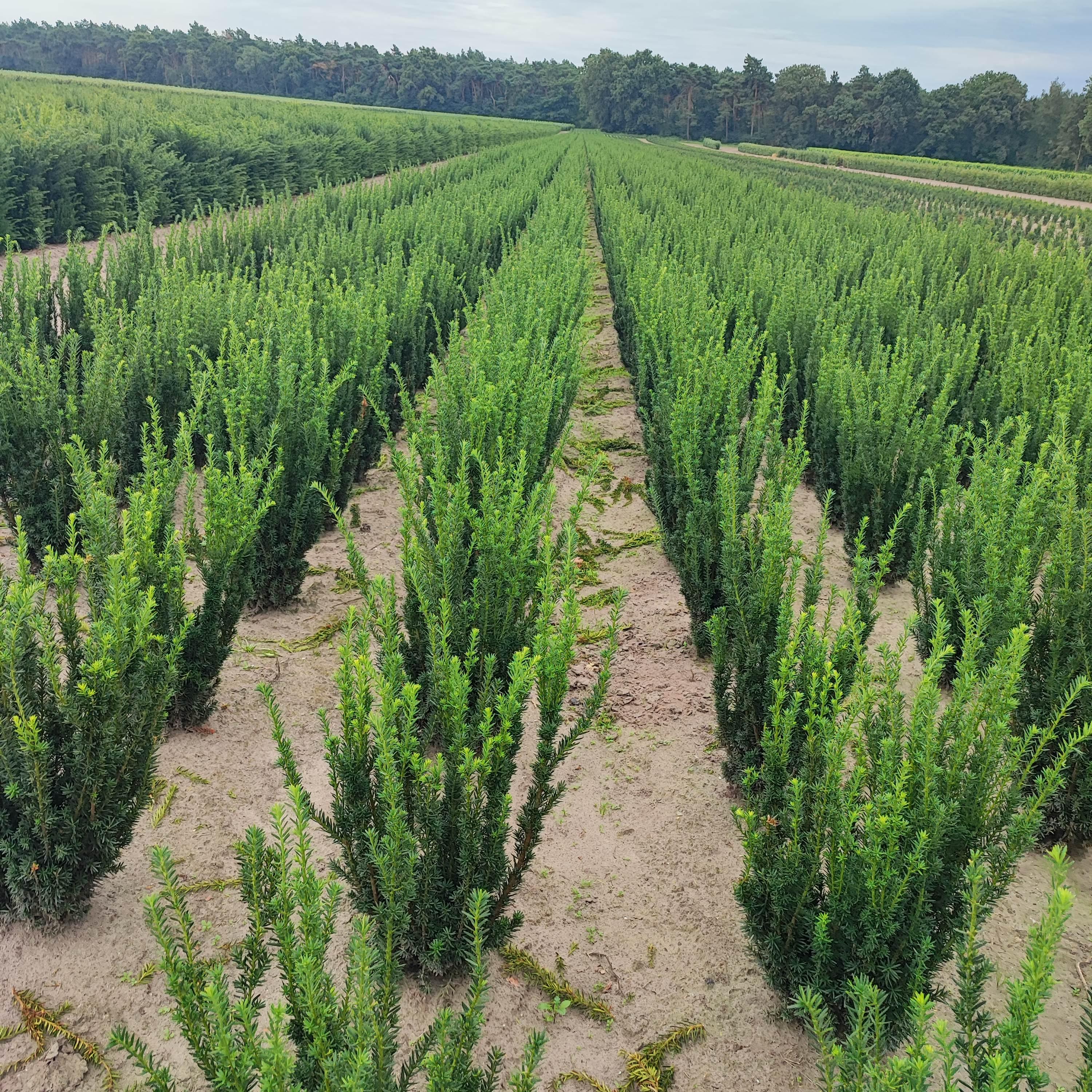 Taxus media Hicksii - Fruchtende Bechereibe 80-100cm Höhe - Heckenpflanzen Thelen