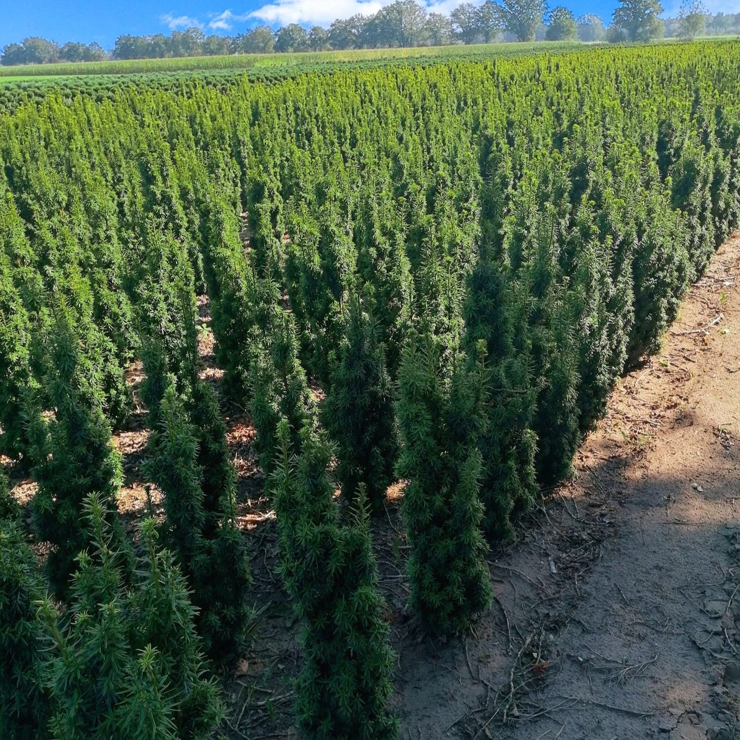 Fastigiata Robusta - Säuleneibe 100-120 cm Höhe