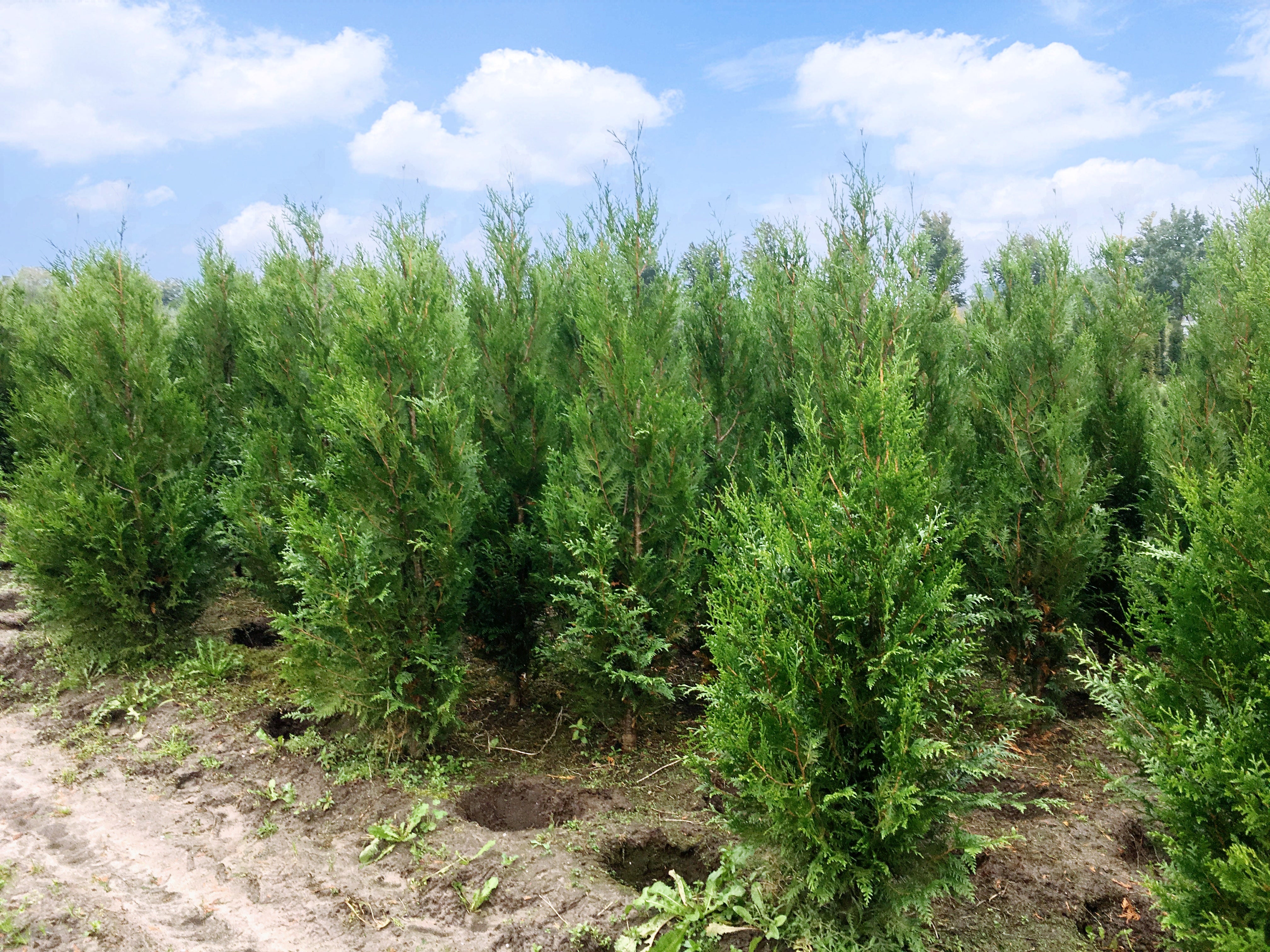Abendländischer Lebensbaum Thuja occidentalis Brabant 100-125 cm Höhe