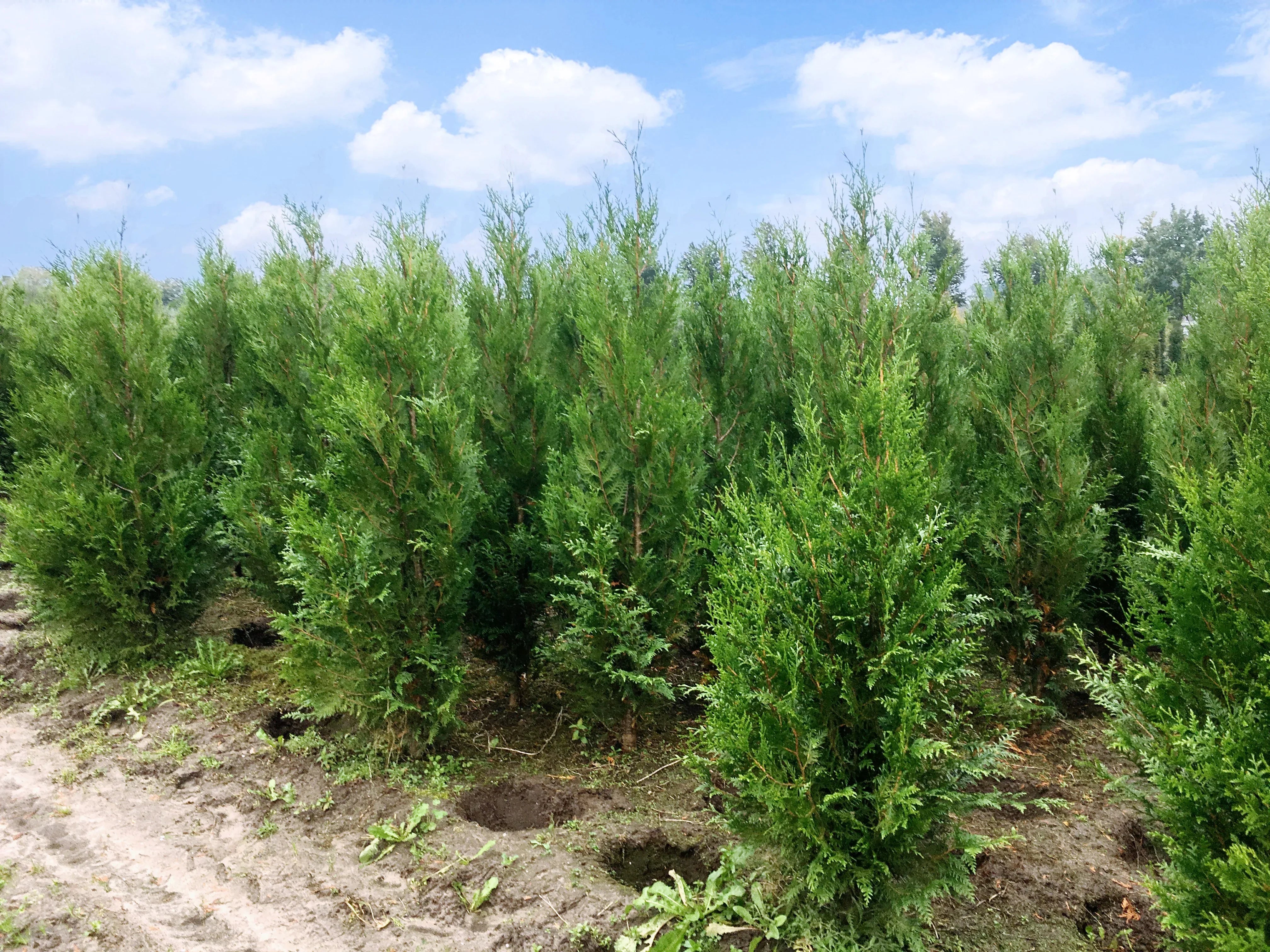 Abendländischer Lebensbaum Thuja occidentalis Brabant 100-125 cm Höhe - Heckenpflanzen Thelen