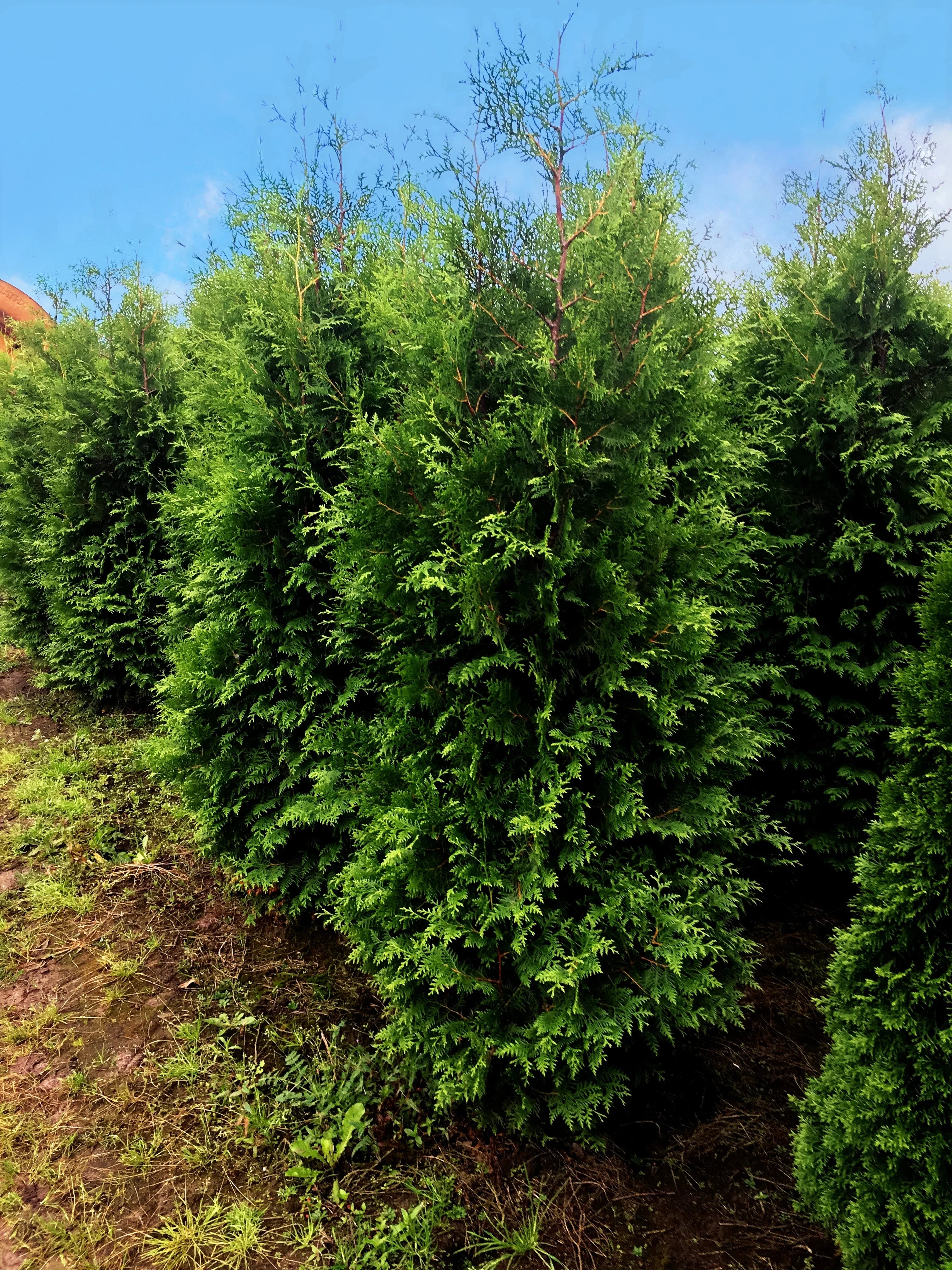 Abendländischer Lebensbaum Thuja occidentalis Brabant 125-150 cm Höhe - Heckenpflanzen Thelen