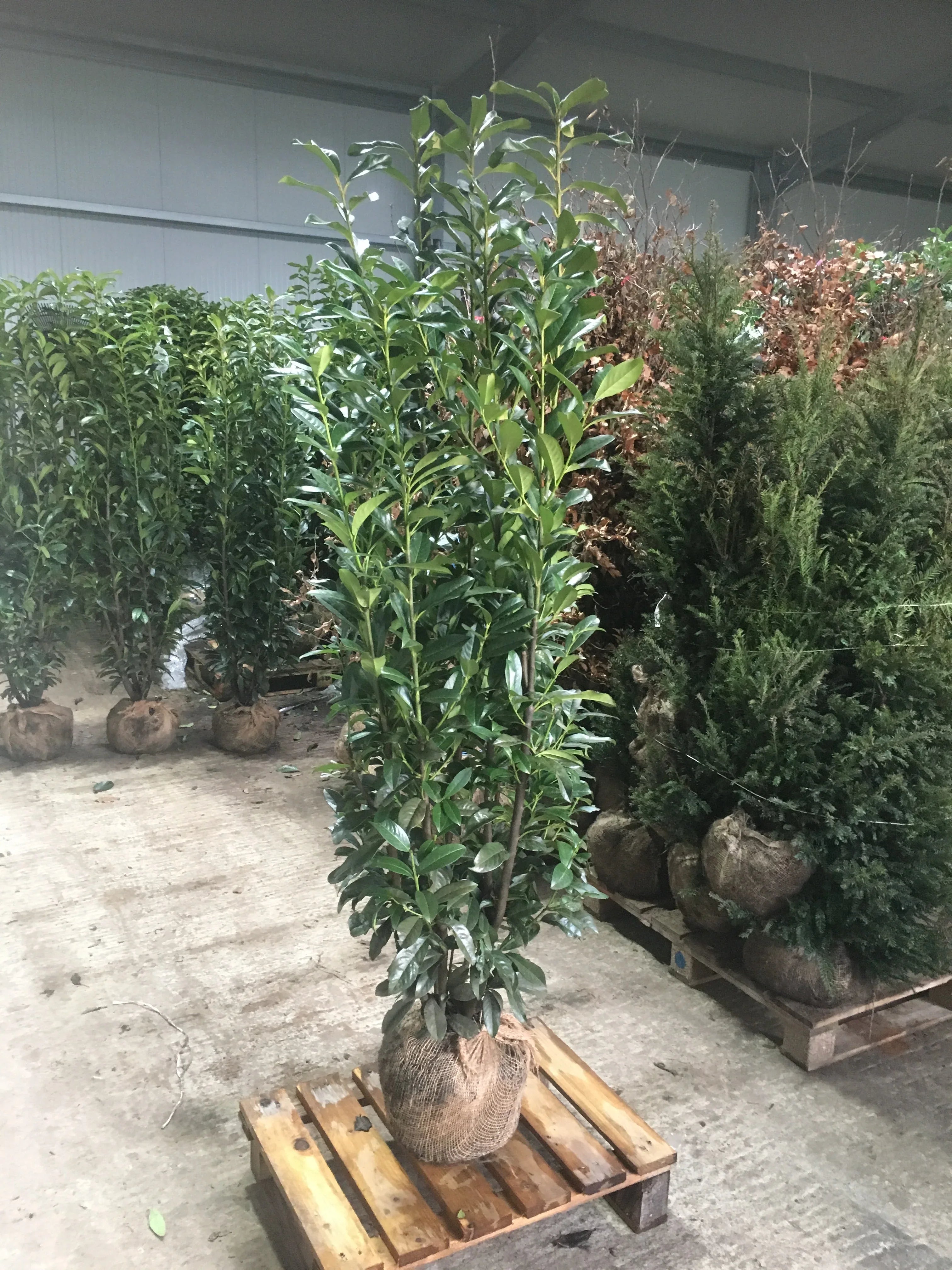 Kirschlorbeer Genolia 160-180 cm Höhe Ballenware - Heckenpflanzen Thelen