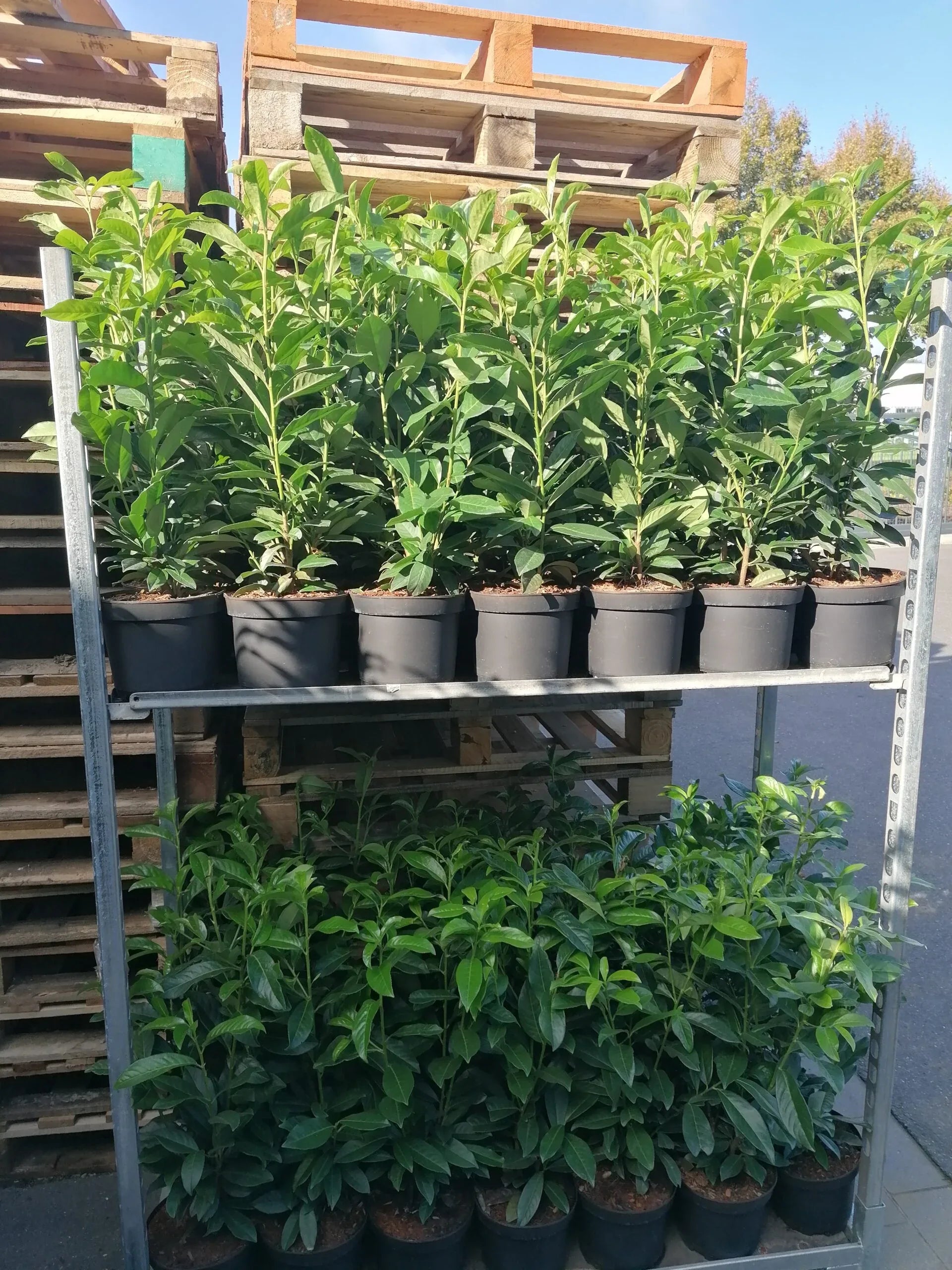 Kirschlorbeer Genolia 60-80 cm Höhe Topfware
