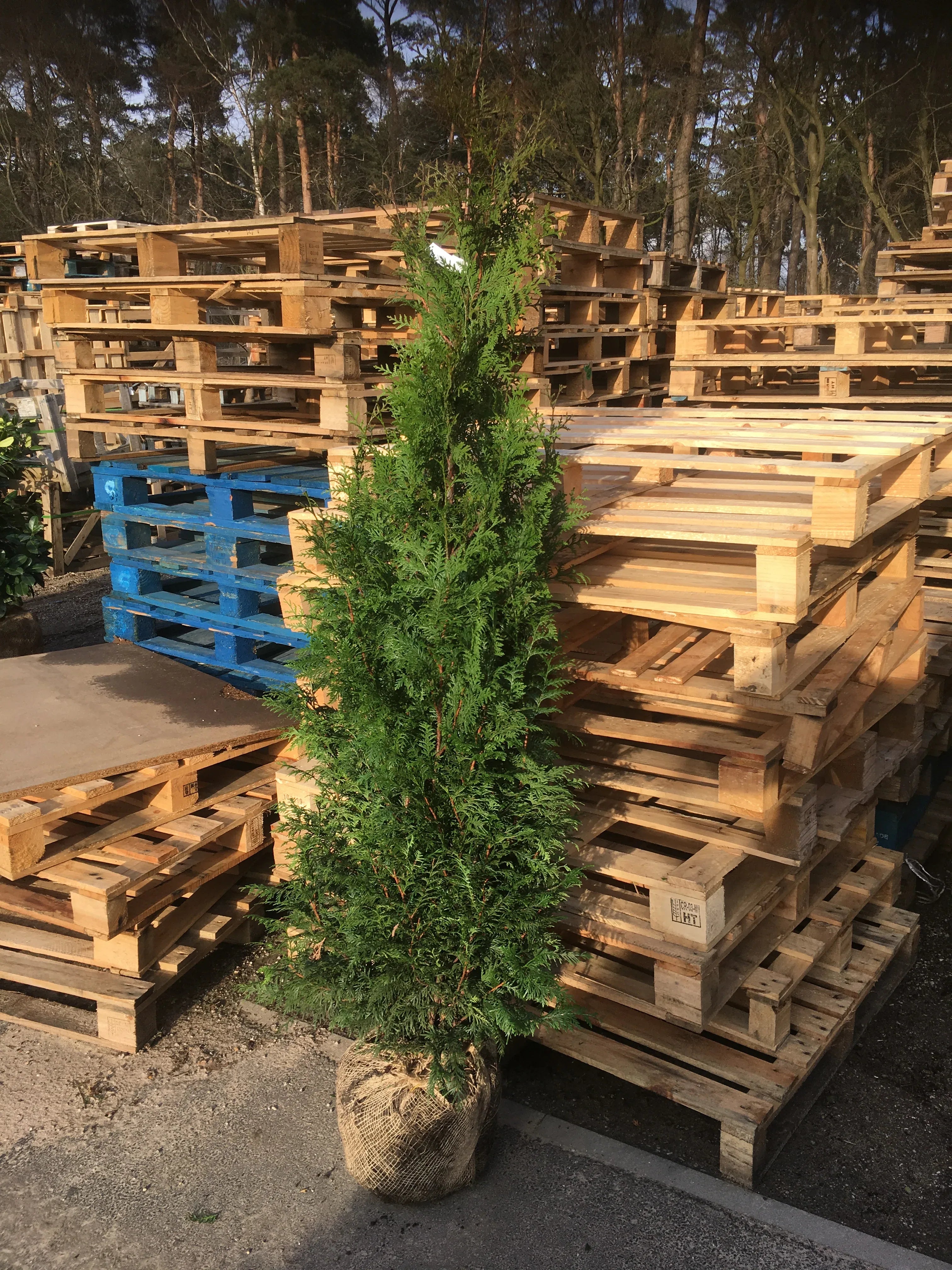 Abendländischer Lebensbaum Thuja occidentalis Brabant 150-175 cm Höhe - Heckenpflanzen Thelen