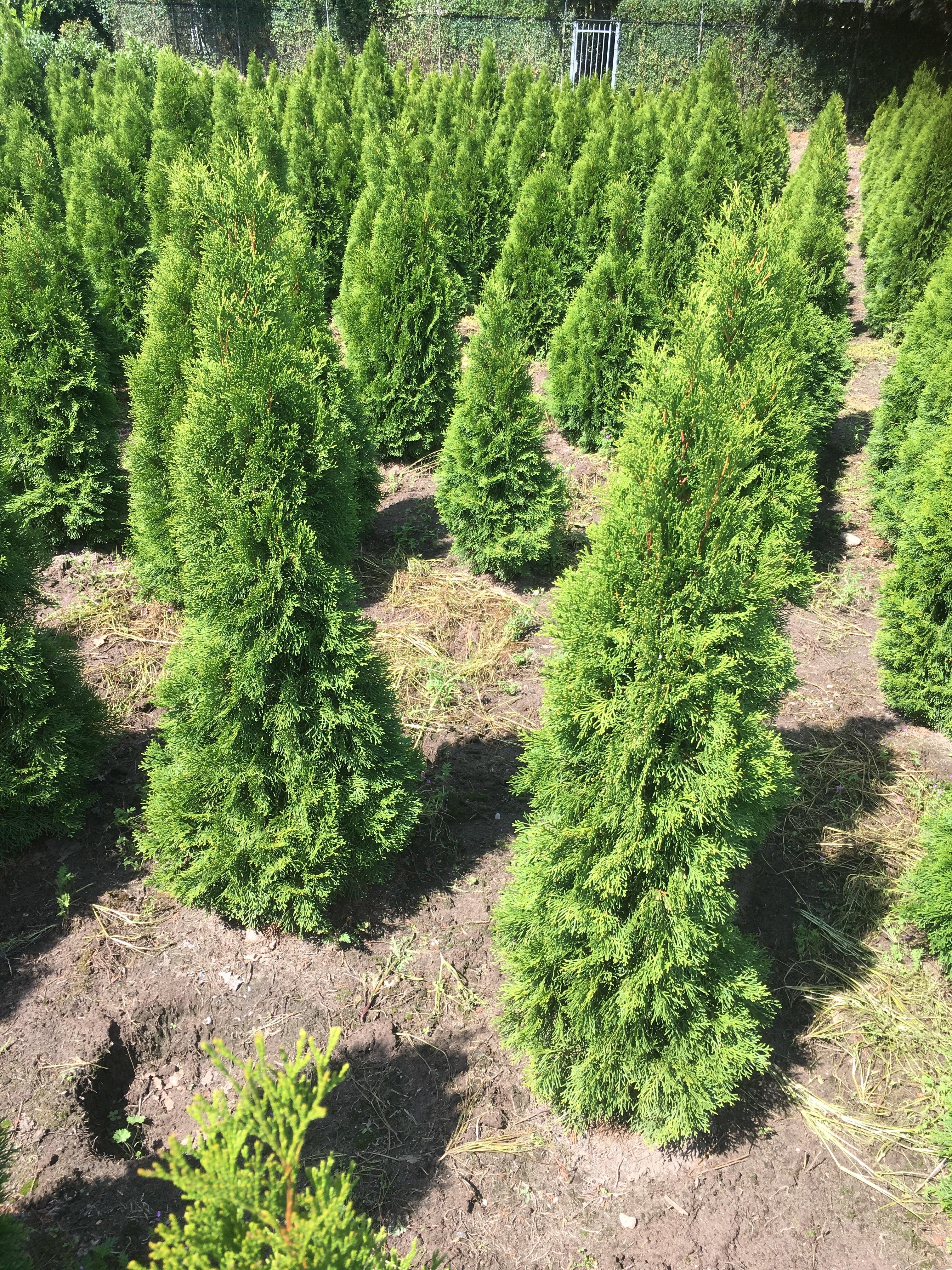 Lebensbaum Thuja occidentalis Smaragd 80-100 cm Höhe Ballenware - Heckenpflanzen Thelen