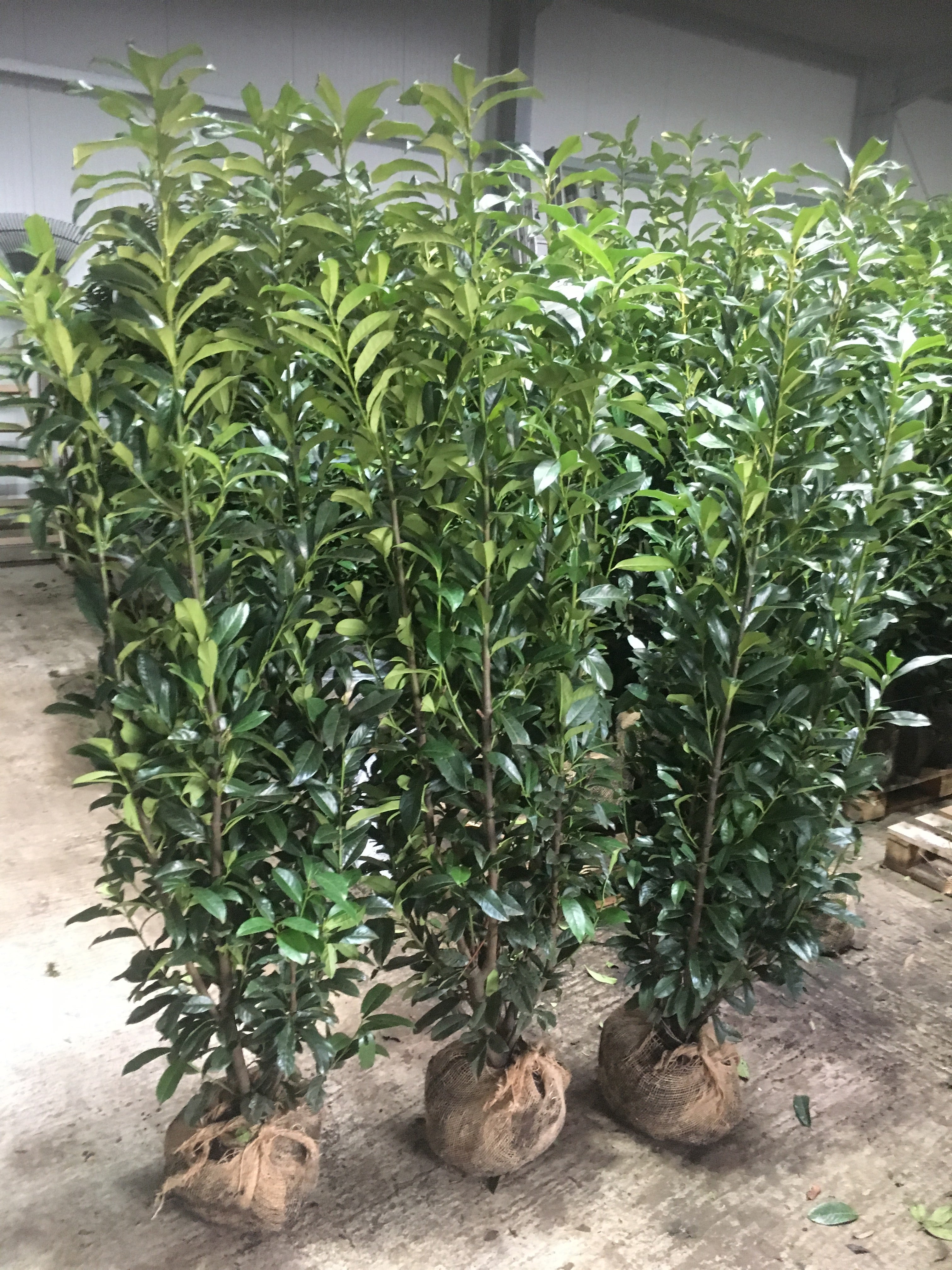 Kirschlorbeer Genolia 180-200 cm Höhe Ballenware