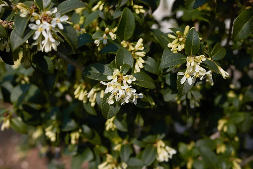 Duftblüte - Osmanthus burkwoodii 140-160 cm Höhe - Heckenpflanzen Thelen