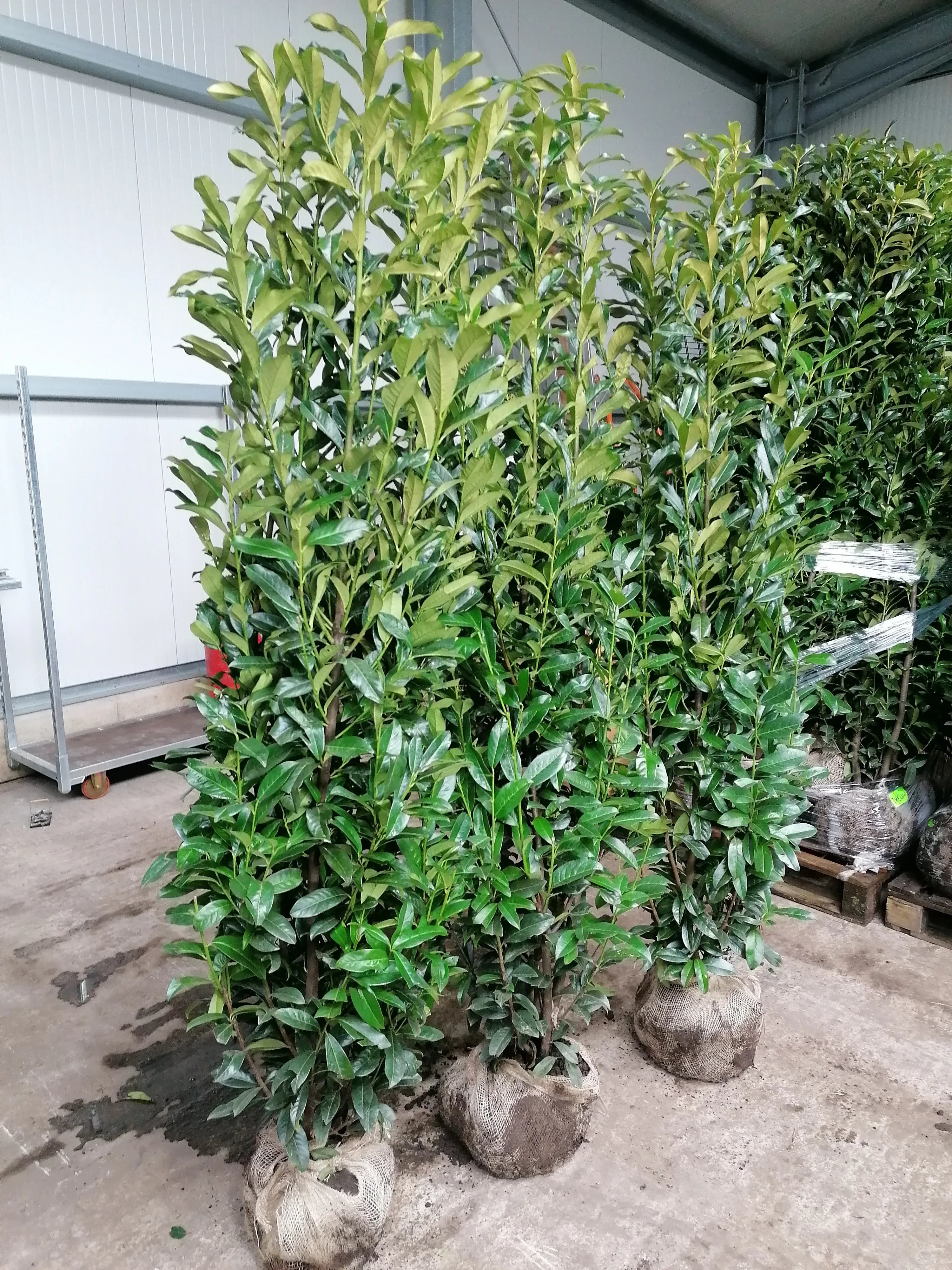 Kirschlorbeer Genolia 180-200 cm Höhe Ballenware - Heckenpflanzen Thelen