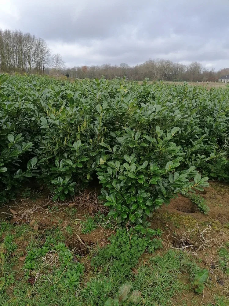 Kirschlorbeer Rotundifolia 125-150 cm Höhe Ballenware - Heckenpflanzen Thelen