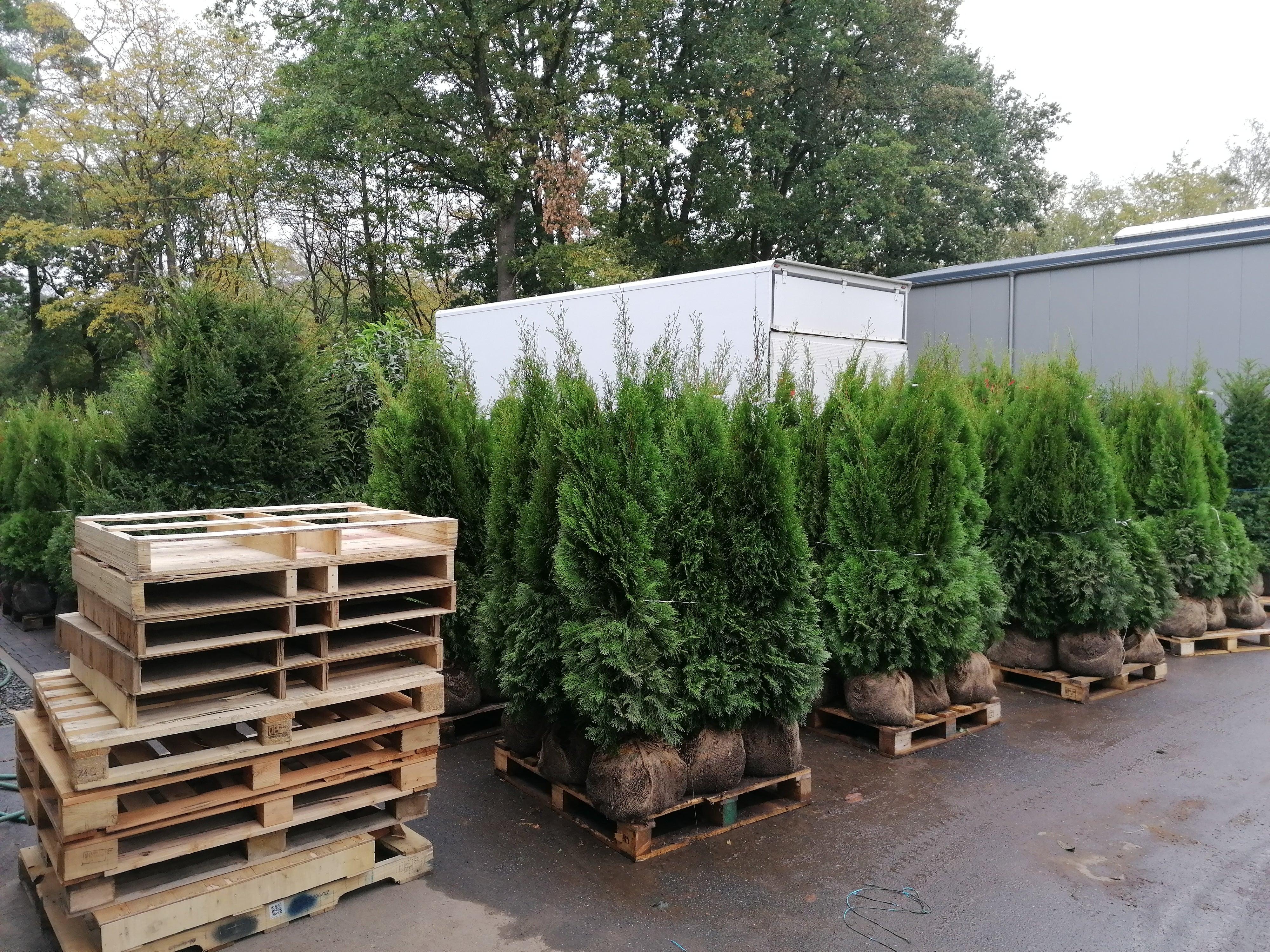 Lebensbaum Thuja occidentalis Smaragd 160-180 cm Höhe Ballenware - Heckenpflanzen Thelen