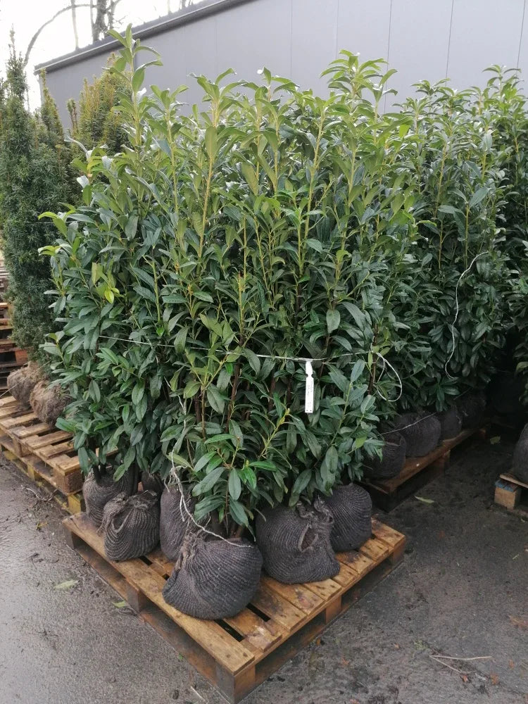 Kirschlorbeer Genolia 120-140 cm Höhe Ballenware - Heckenpflanzen Thelen