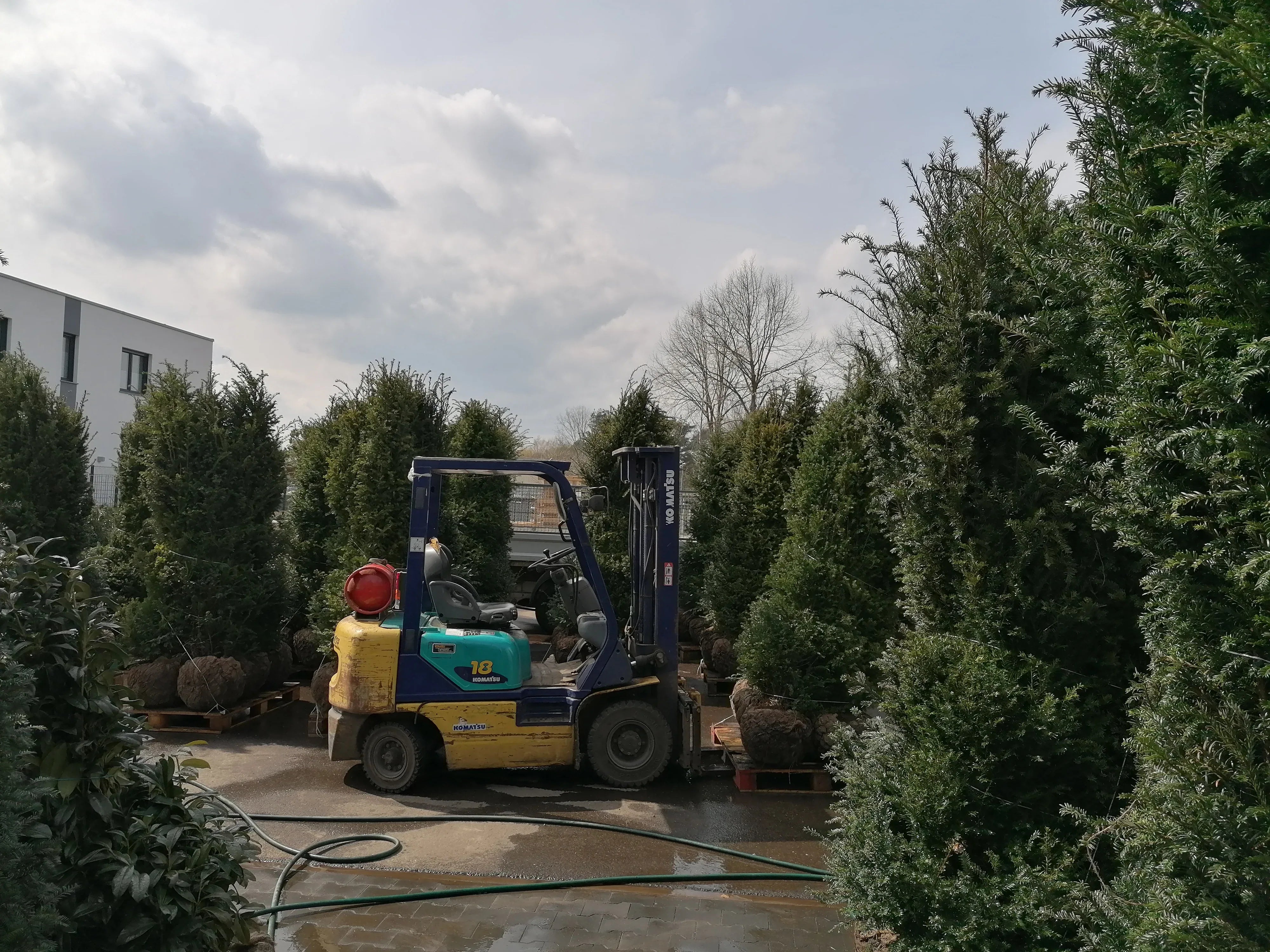 Heimische Eibe - Taxus baccata 200-220 cm Höhe - Heckenpflanzen Thelen