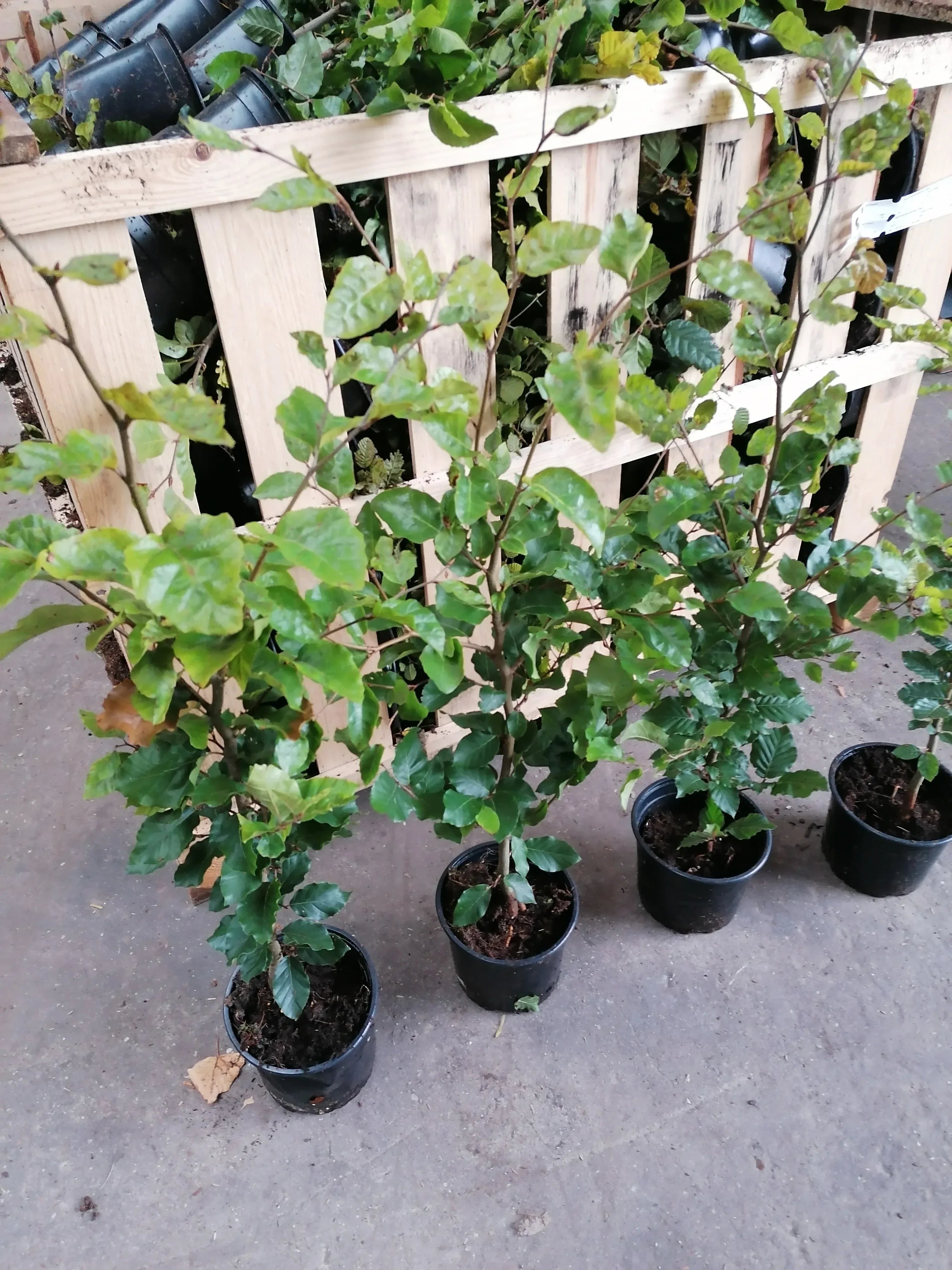 Rotbuche - Fagus sylvatica 100-125 cm Topfware - Heckenpflanzen Thelen