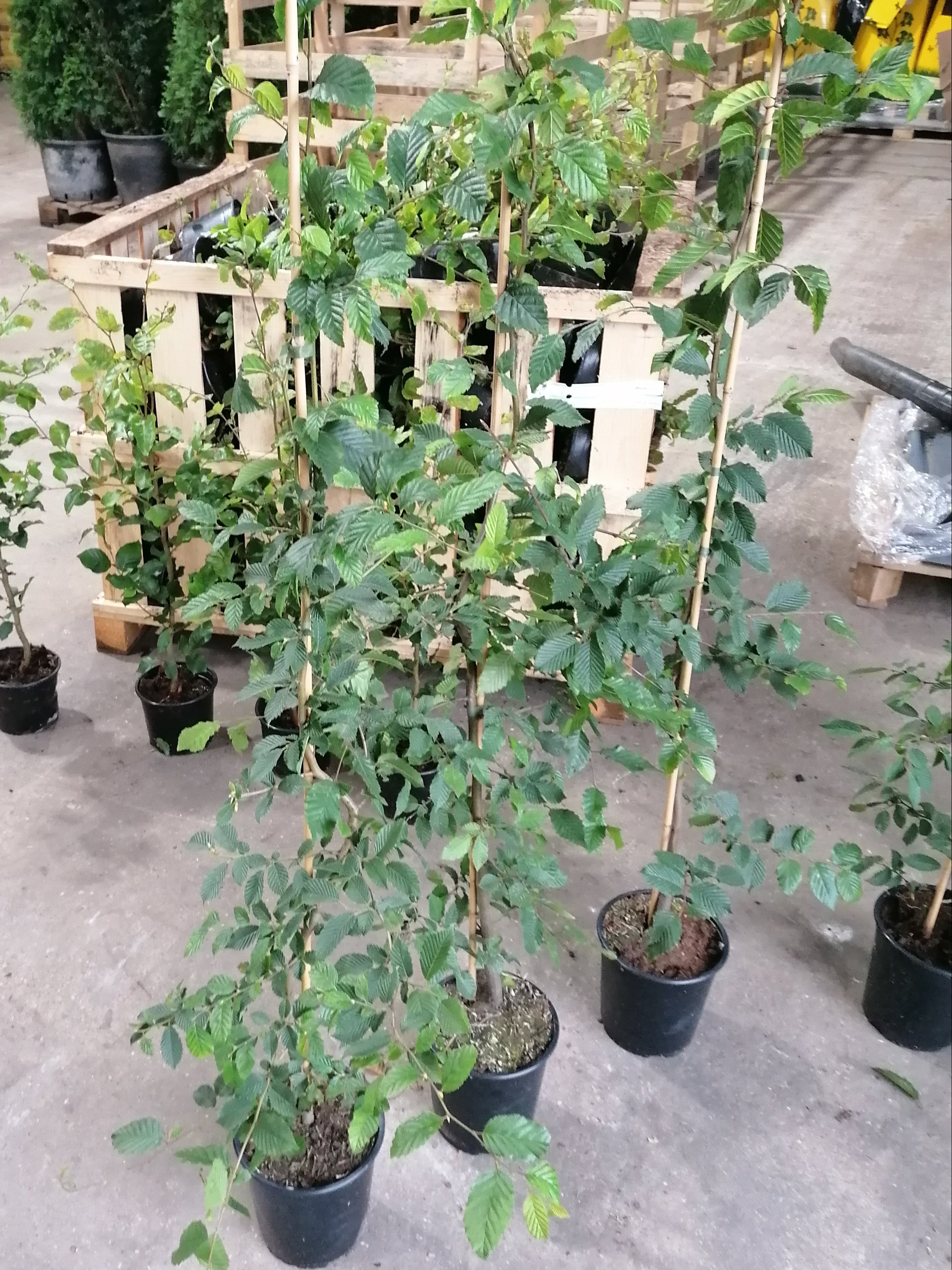 Hainbuche - Carpinus betulus 100 - 125 cm Topfware