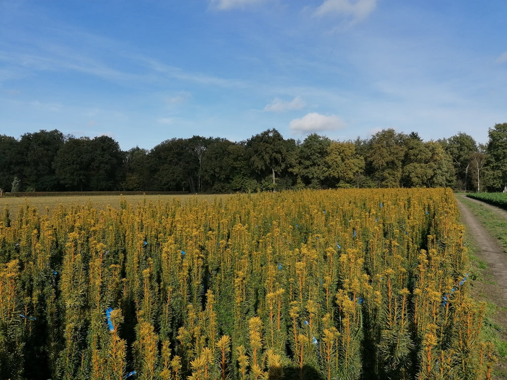Taxus baccata 'David' - Goldgelbe Säuleneibe David 120 - 140 cm Höhe