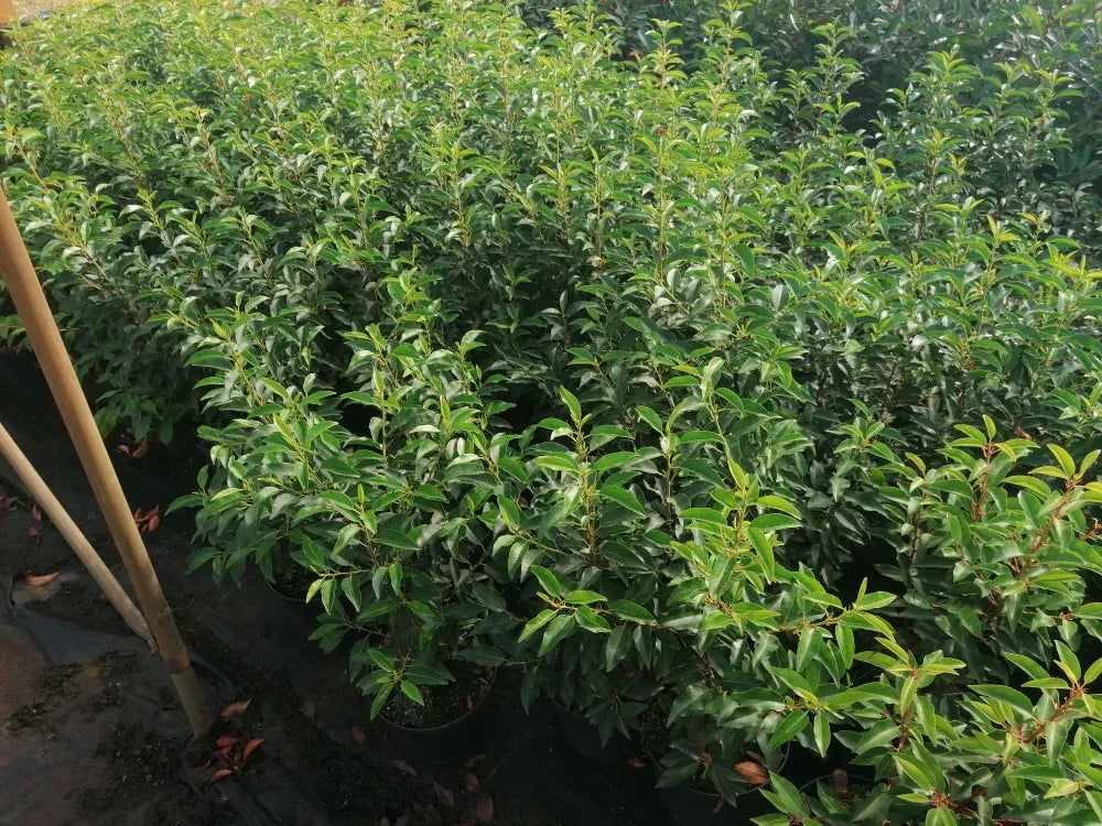 Portugiesischer Kirschlorbeer Angustifolia Höhe 60-80 cm Topfware - Heckenpflanzen Thelen
