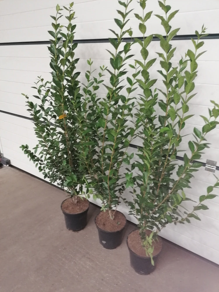 Ovalblättriger Liguster Höhe 100-120 cm Topfware