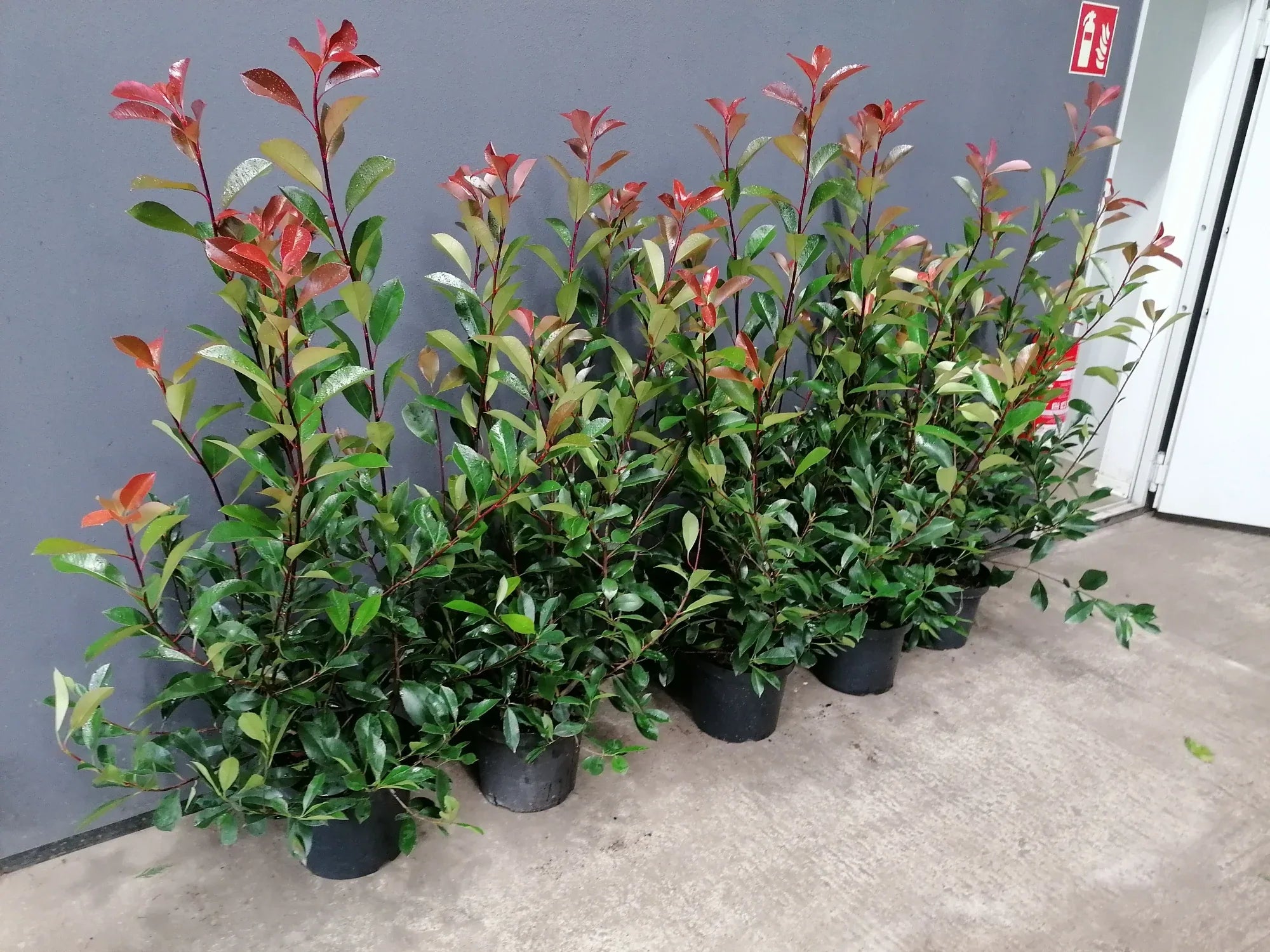 Glanzmispel Red Robin 100-125 cm Höhe Topfware - Heckenpflanzen Thelen