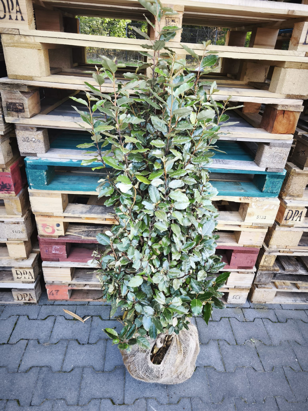 Ölweide - Elaeagnus x ebbingei 100-120 cm Höhe