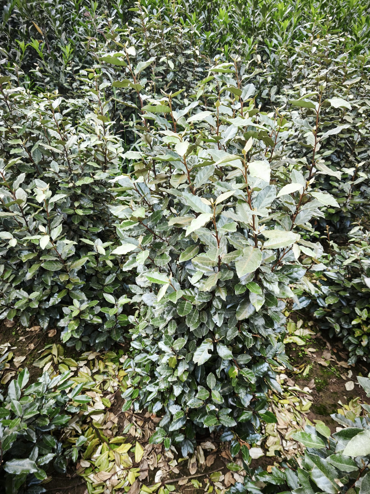 Ölweide - Elaeagnus x ebbingei 100-120 cm Höhe