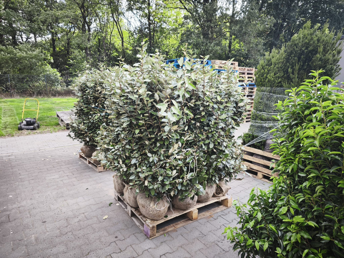 Ölweide - Elaeagnus x ebbingei 120-140 cm Höhe
