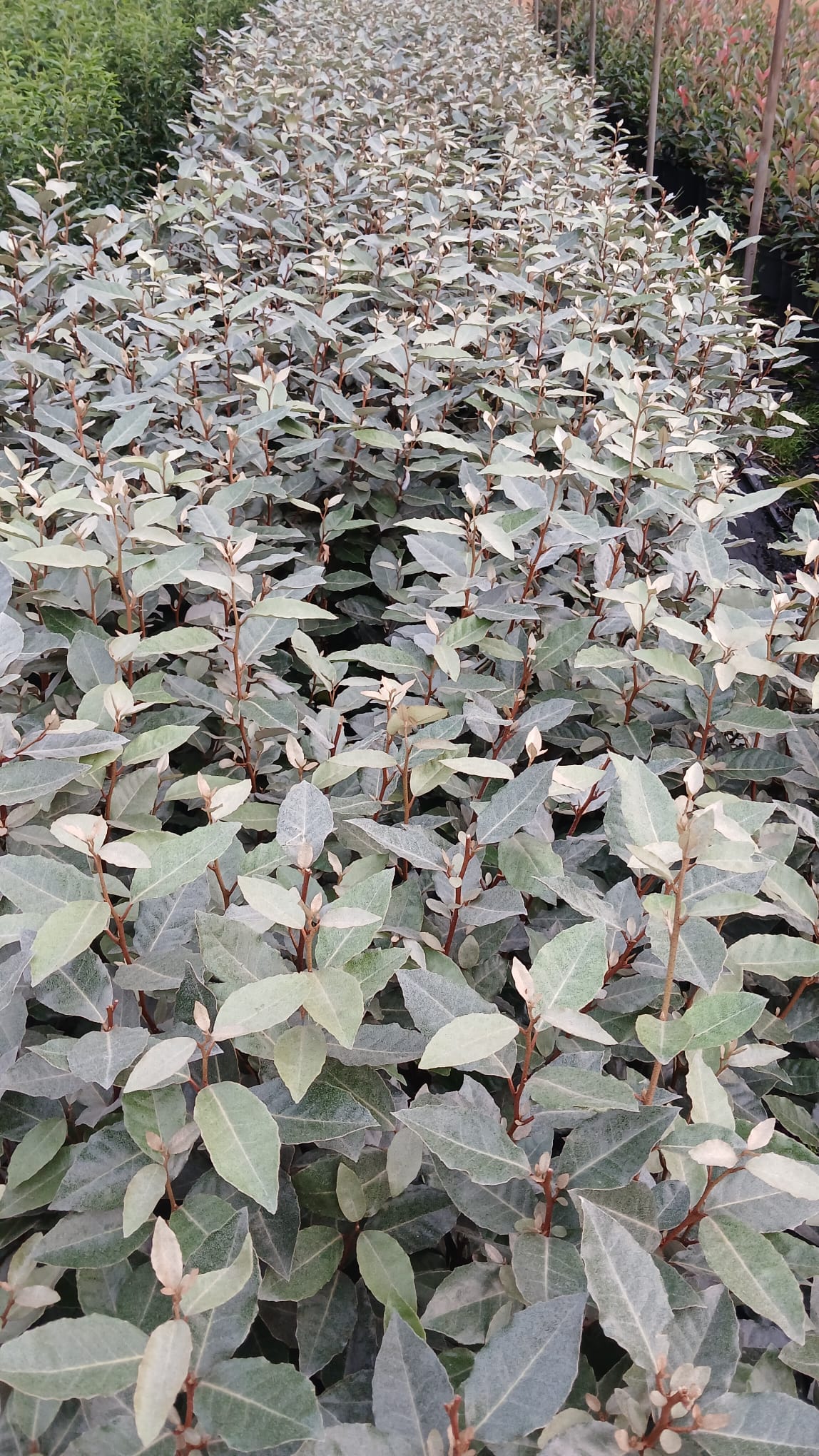 Ölweide - Elaeagnus x ebbingei 60-80 cm Höhe