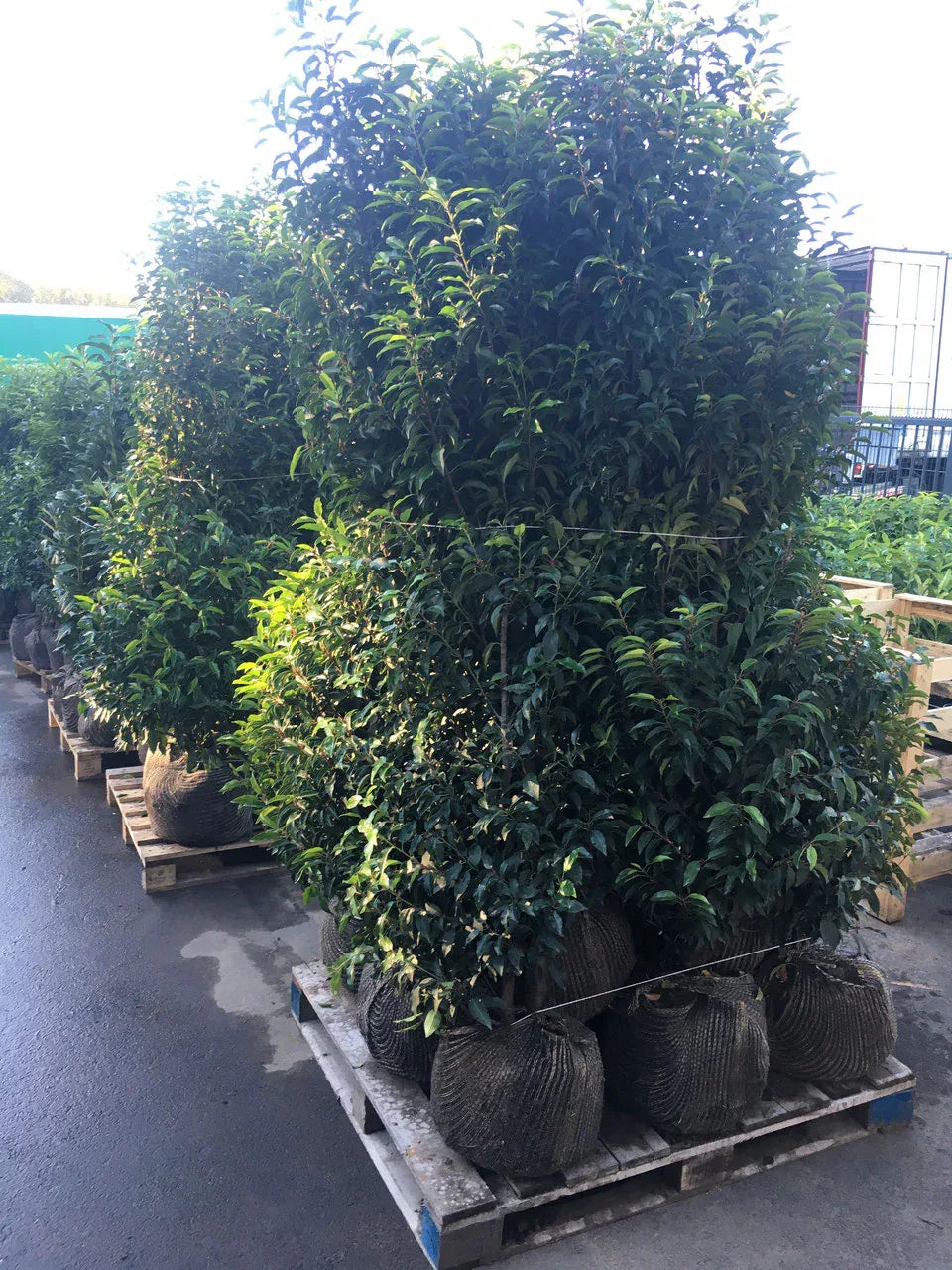 Portugiesischer Kirschlorbeer Angustifolia Höhe 180-200 cm Ballenware - Heckenpflanzen Thelen