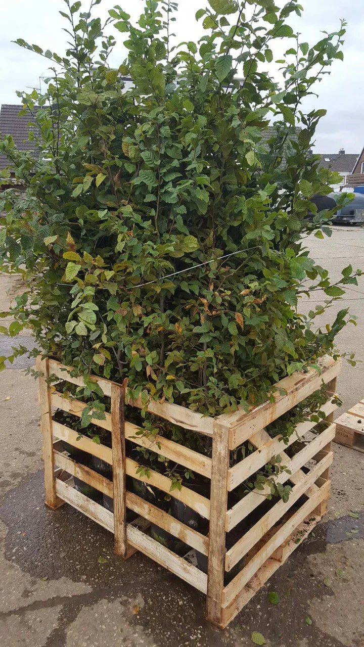 Hainbuche - Carpinus betulus 175 - 200 cm Topfware - Heckenpflanzen Thelen